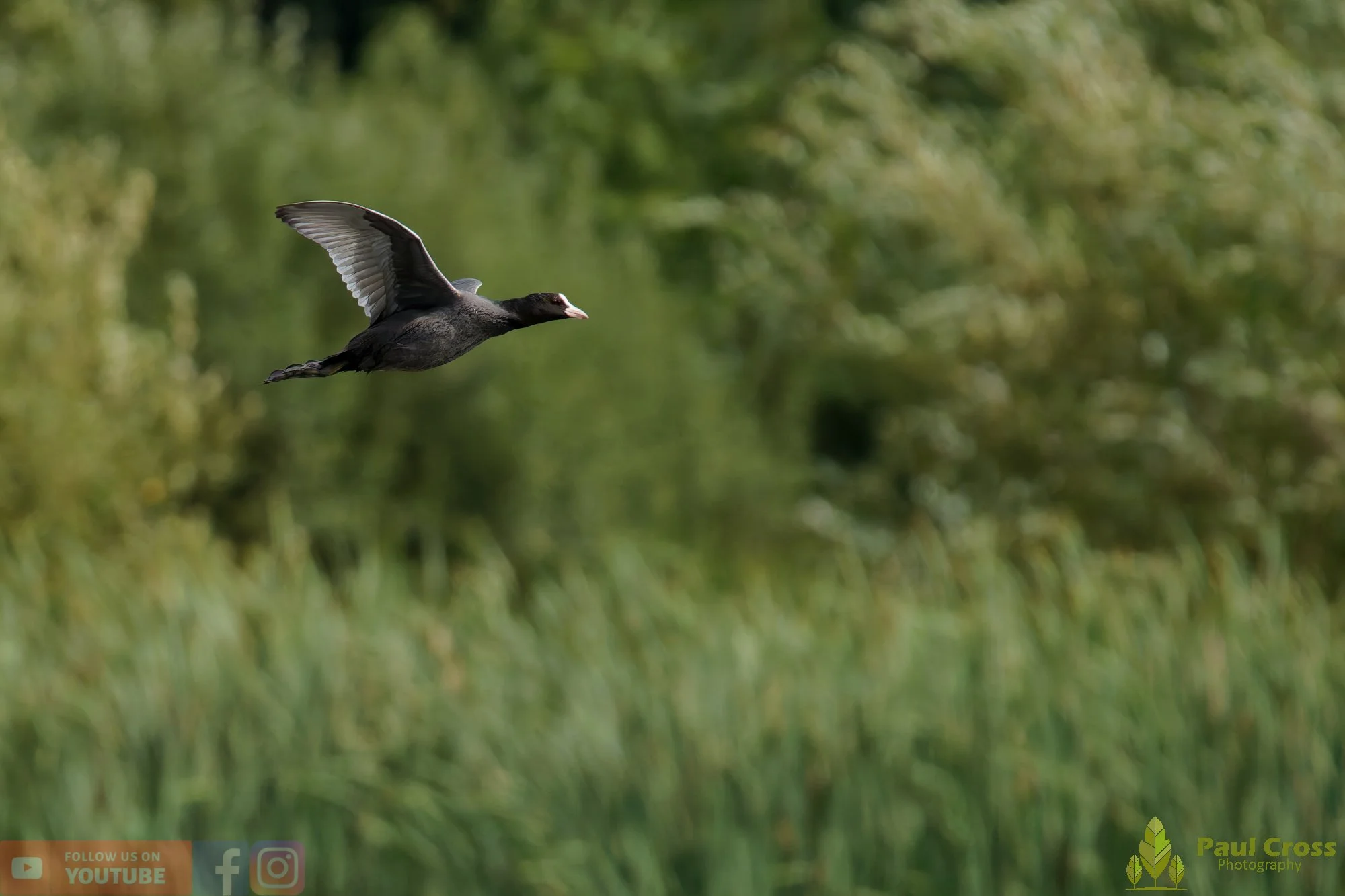 Coot-00663.jpg