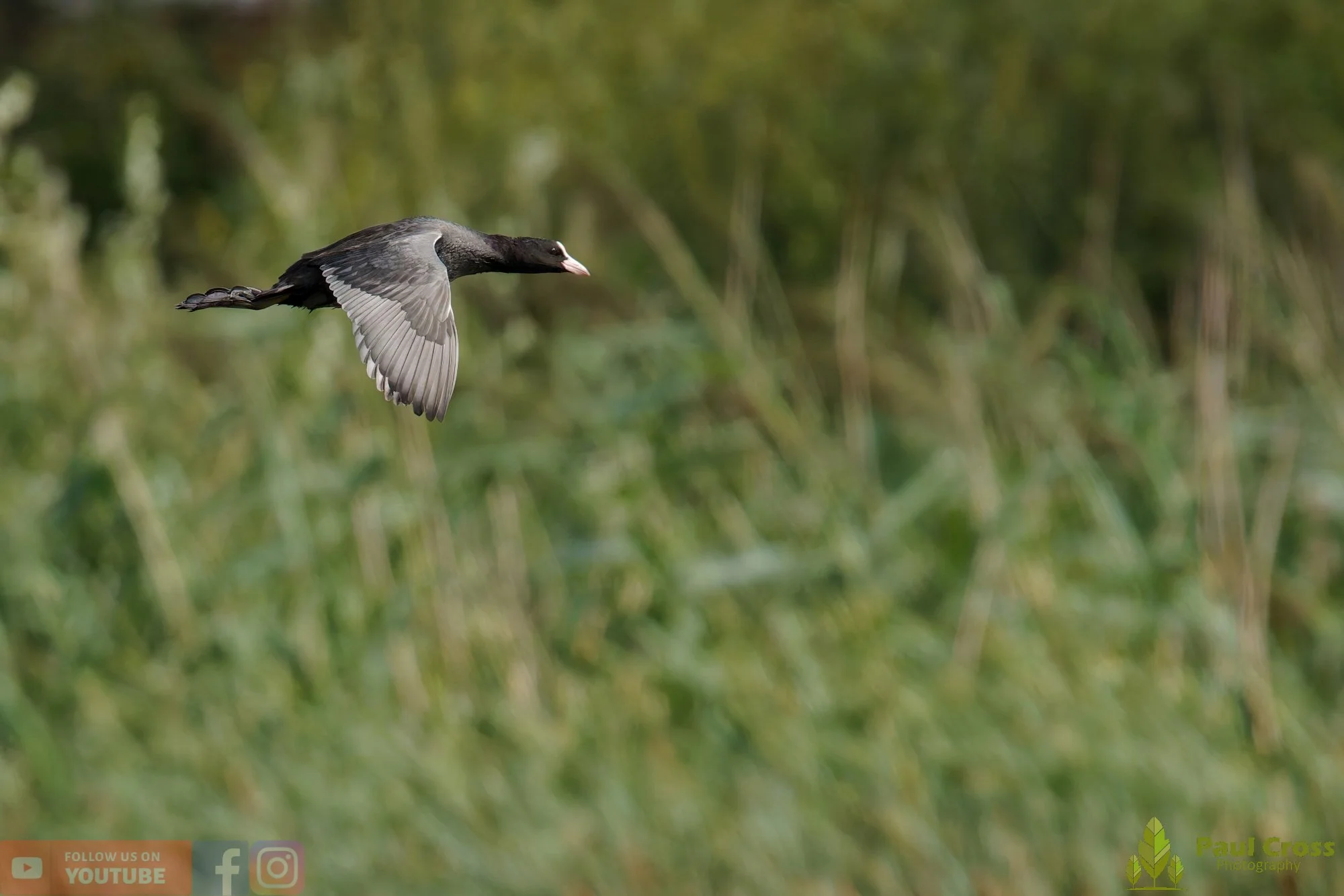 Coot-00665.jpg
