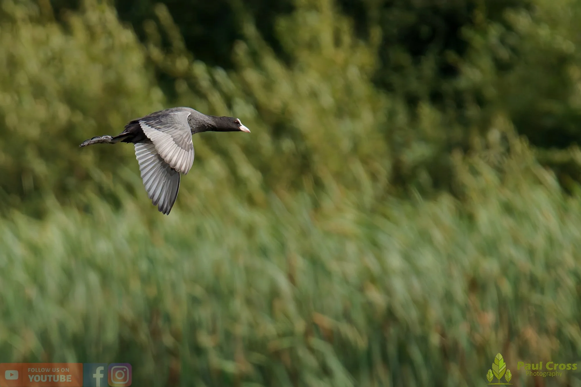Coot-00666.jpg