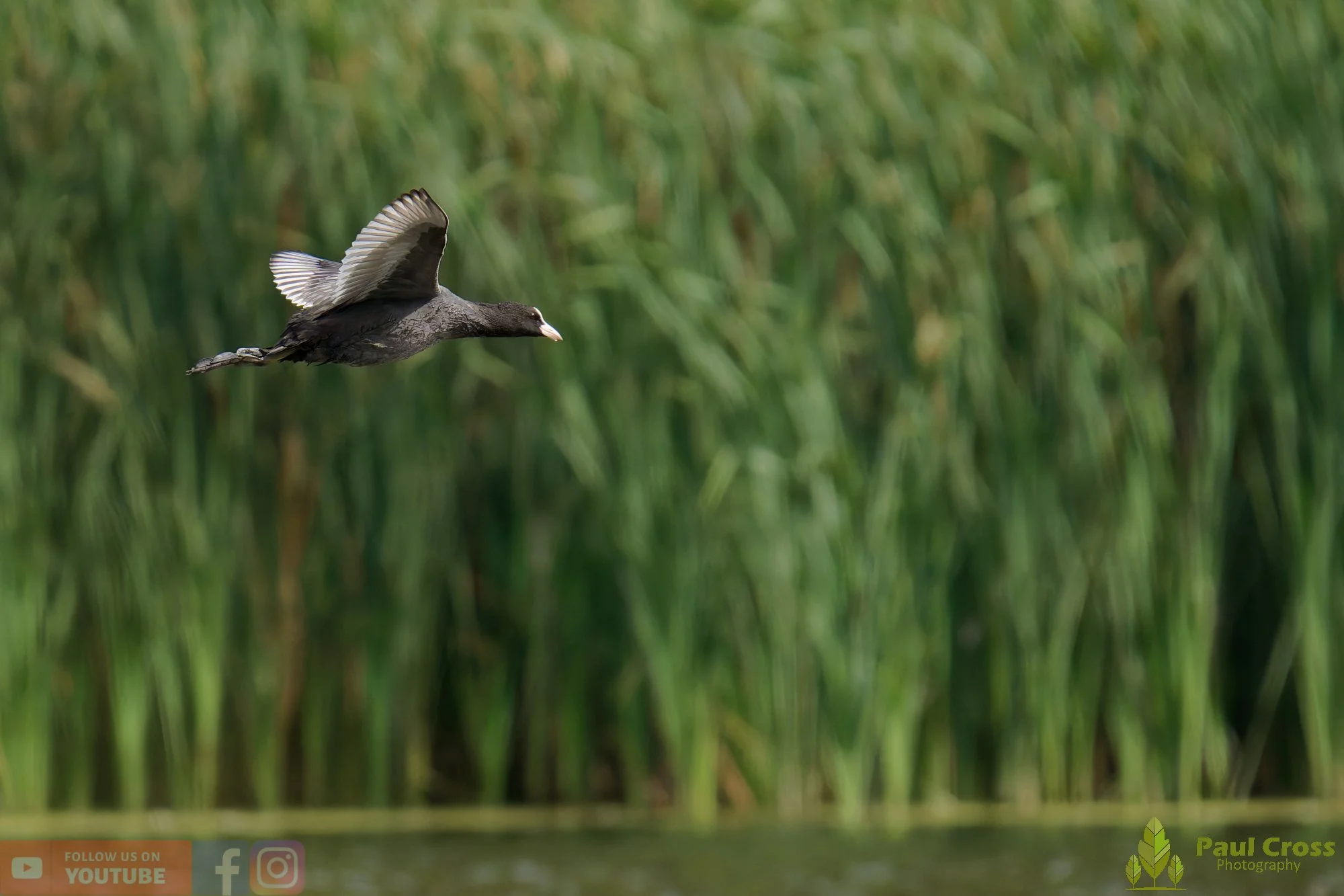 Coot-00667.jpg