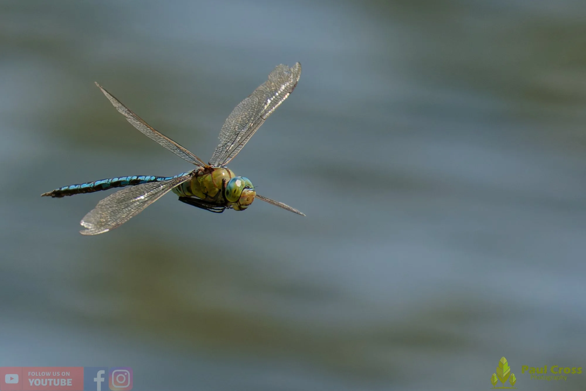 Emperor Dragonfly - Anax Imperator-00036.jpg