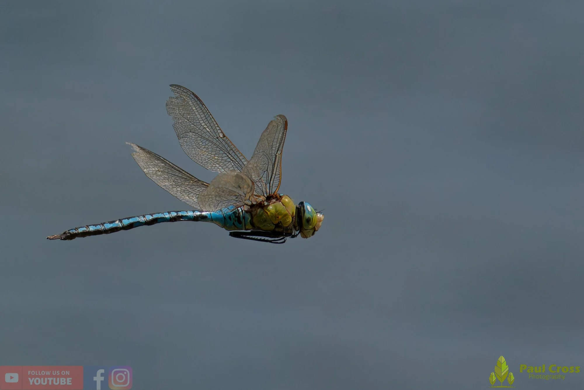 Emperor Dragonfly - Anax Imperator-00034.jpg