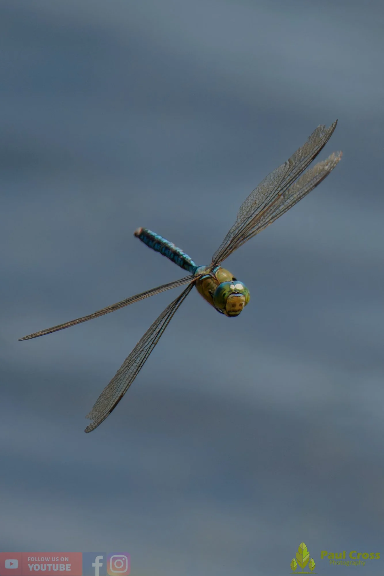 Emperor Dragonfly - Anax Imperator-00037.jpg