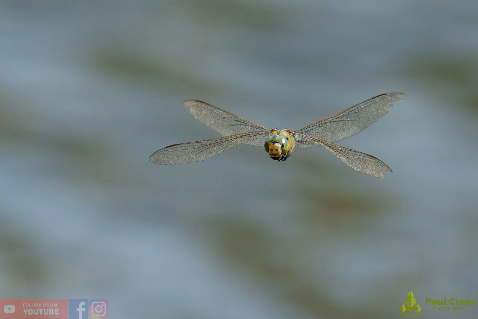 Emperor Dragonfly - Anax Imperator-00040.jpg