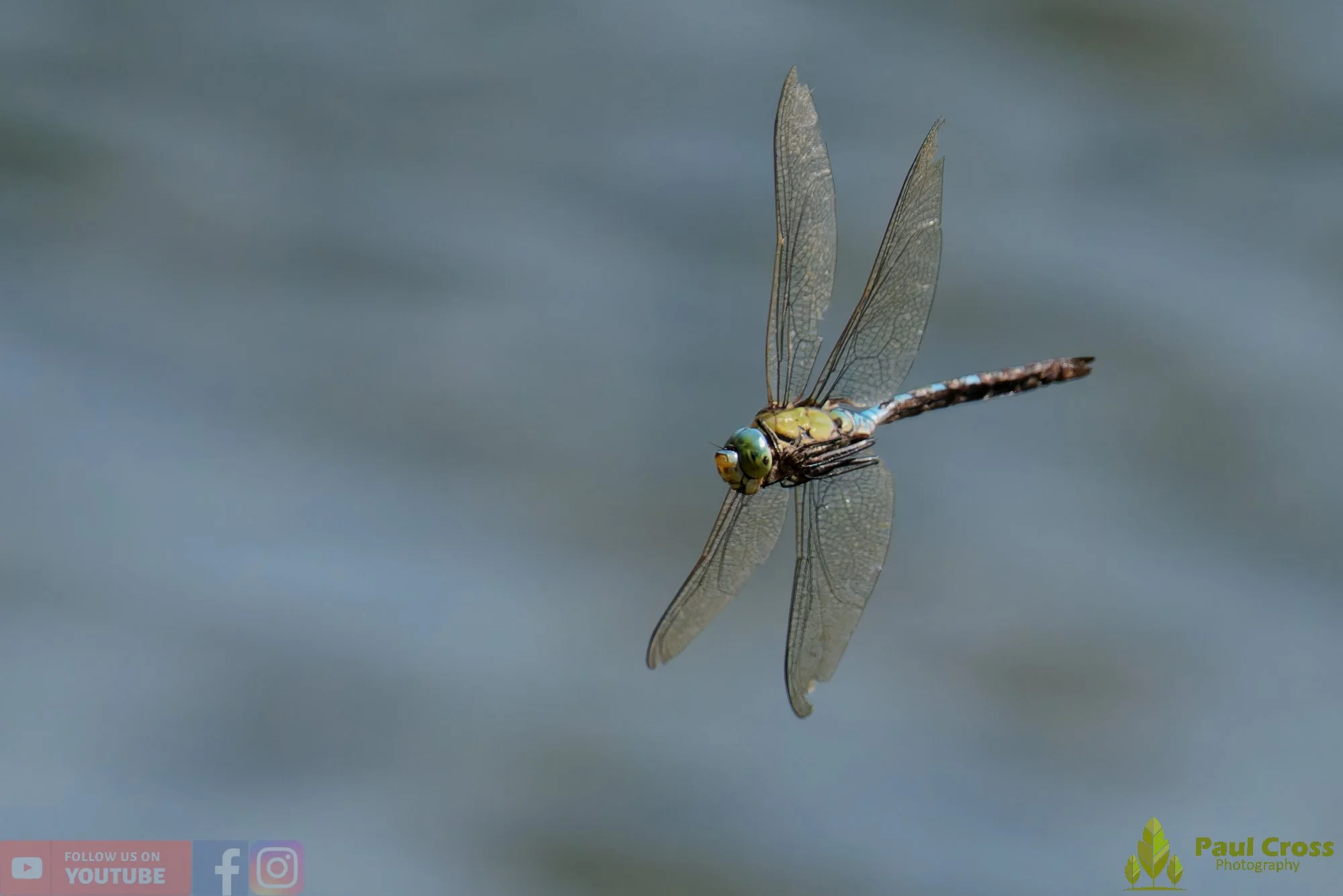 Emperor Dragonfly - Anax Imperator-00042.jpg