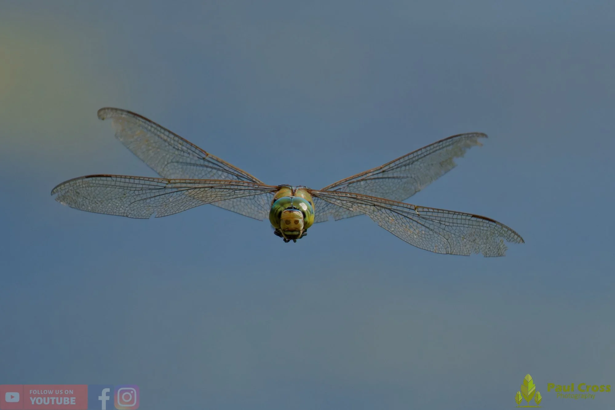Emperor Dragonfly - Anax Imperator-00047.jpg