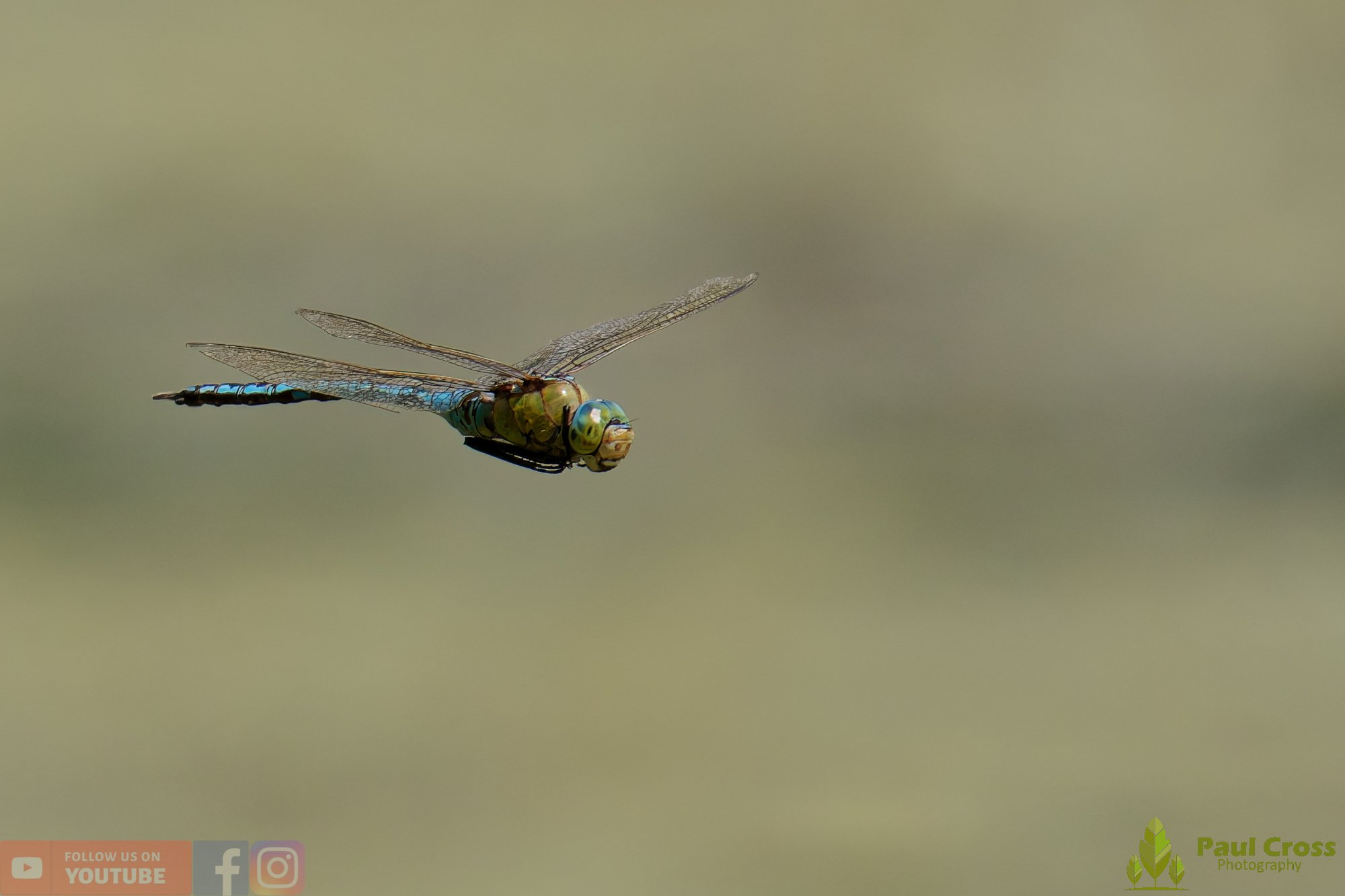 Emperor Dragonfly - Anax Imperator-00048.jpg