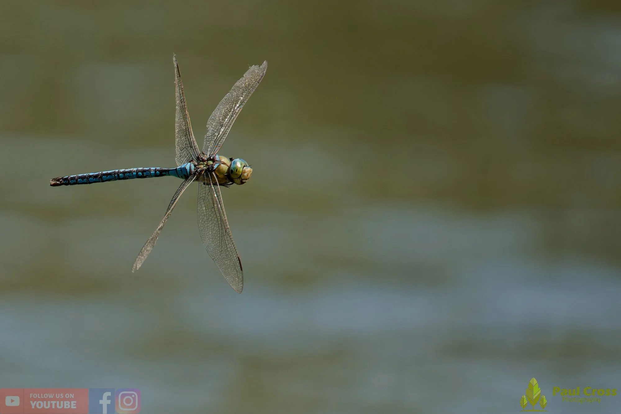 Emperor Dragonfly - Anax Imperator-00050.jpg