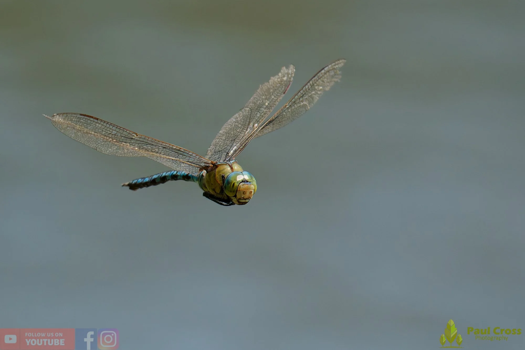 Emperor Dragonfly - Anax Imperator-00051.jpg