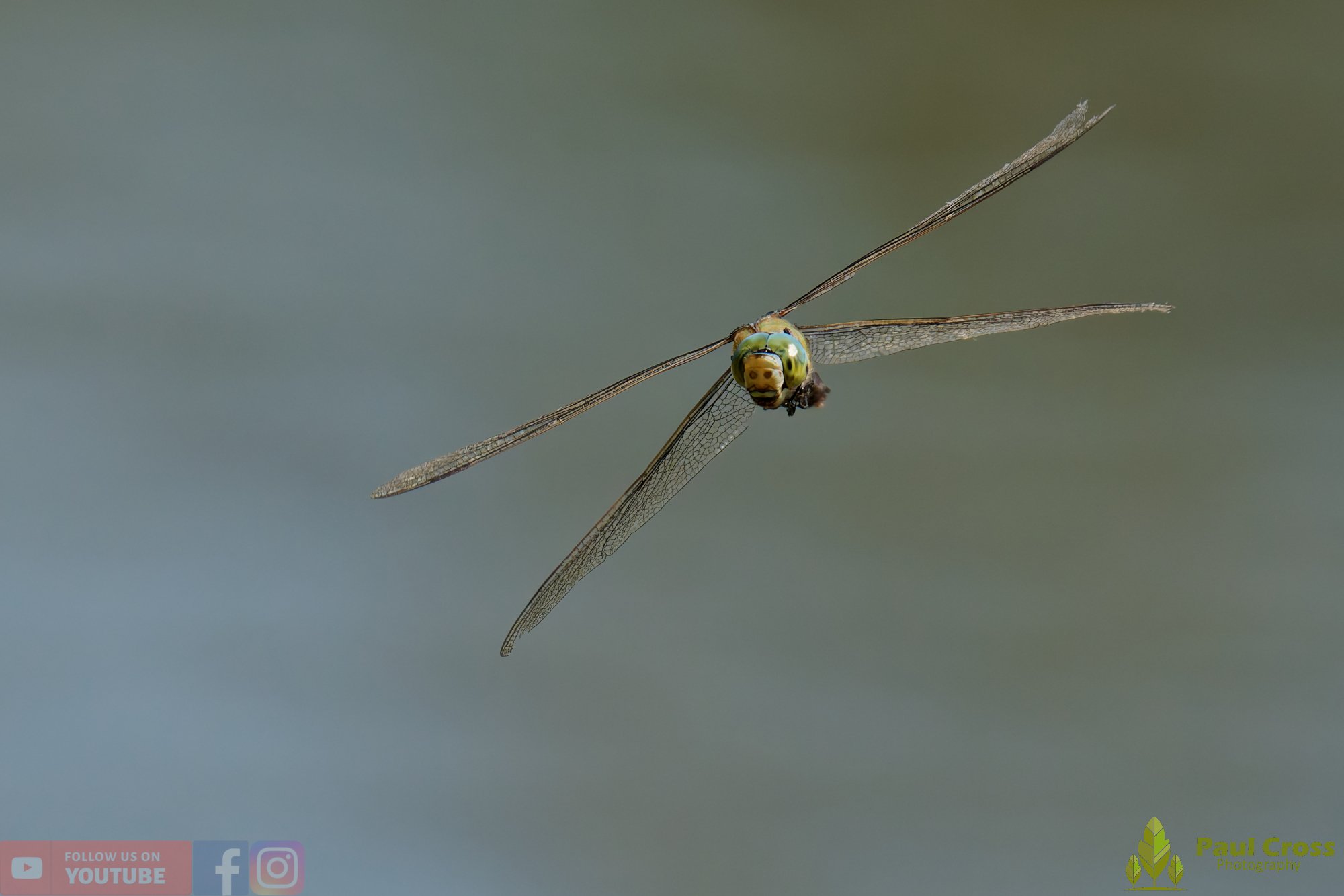 Emperor Dragonfly - Anax Imperator-00052.jpg