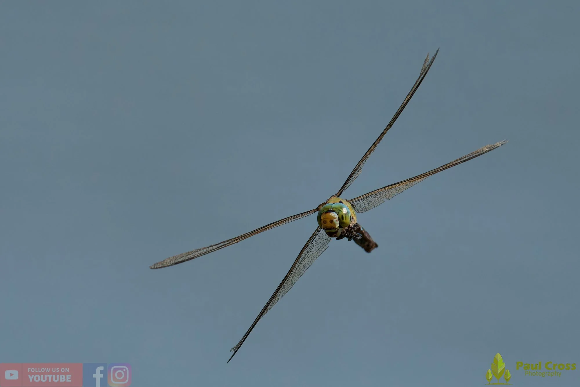 Emperor Dragonfly - Anax Imperator-00054.jpg