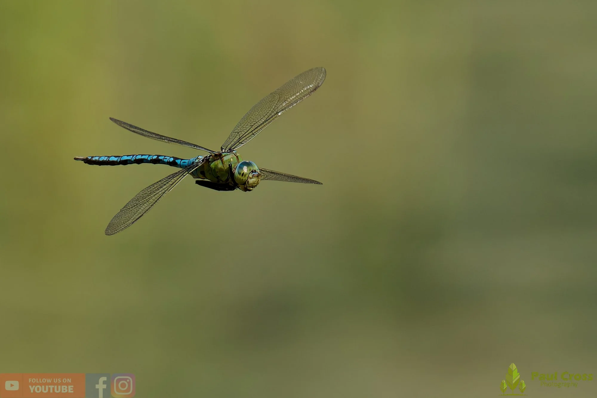 Emperor Dragonfly - Anax Imperator-00056.jpg