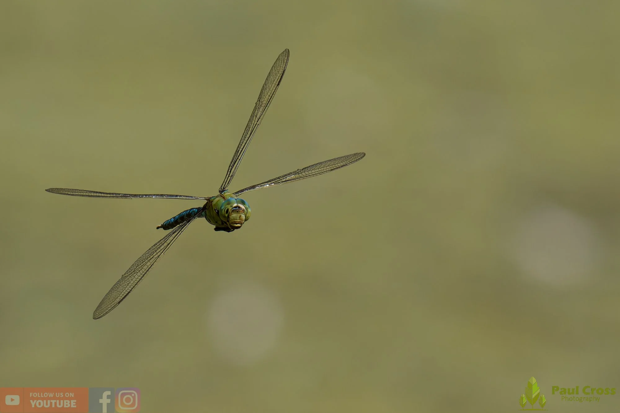 Emperor Dragonfly - Anax Imperator-00057.jpg