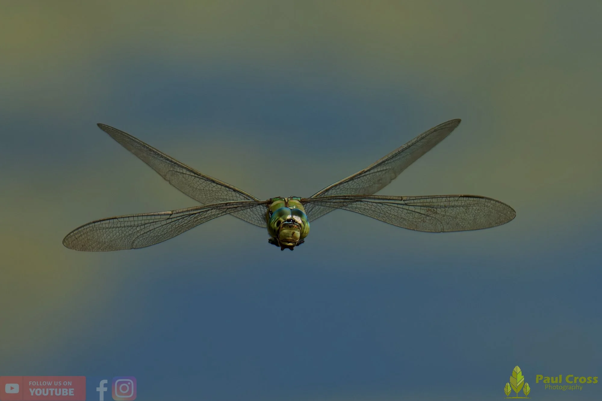 Emperor Dragonfly - Anax Imperator-00058.jpg