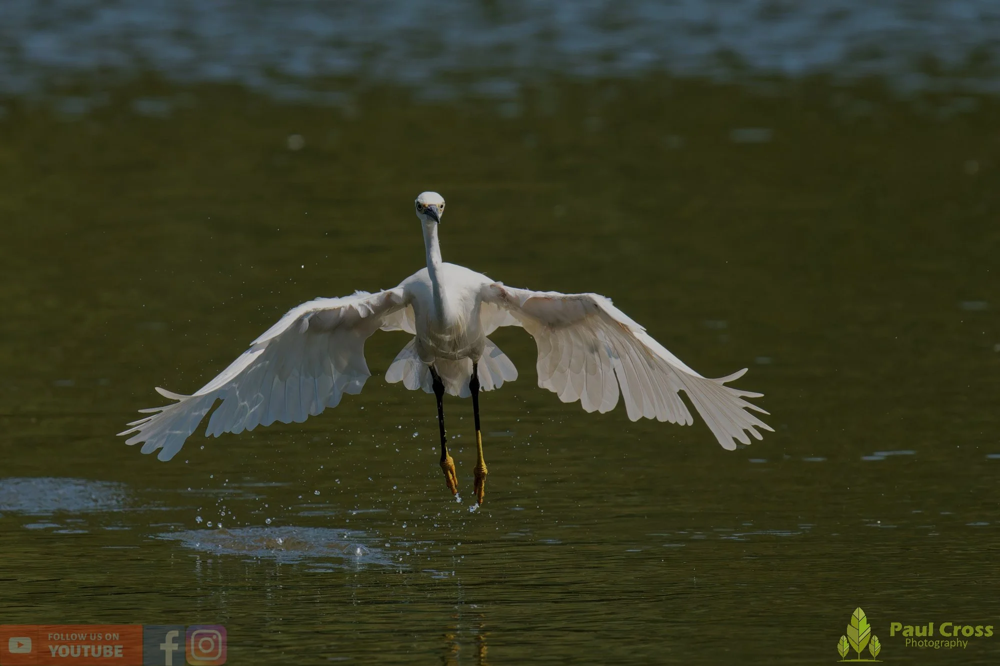Little Egret-00596.jpg