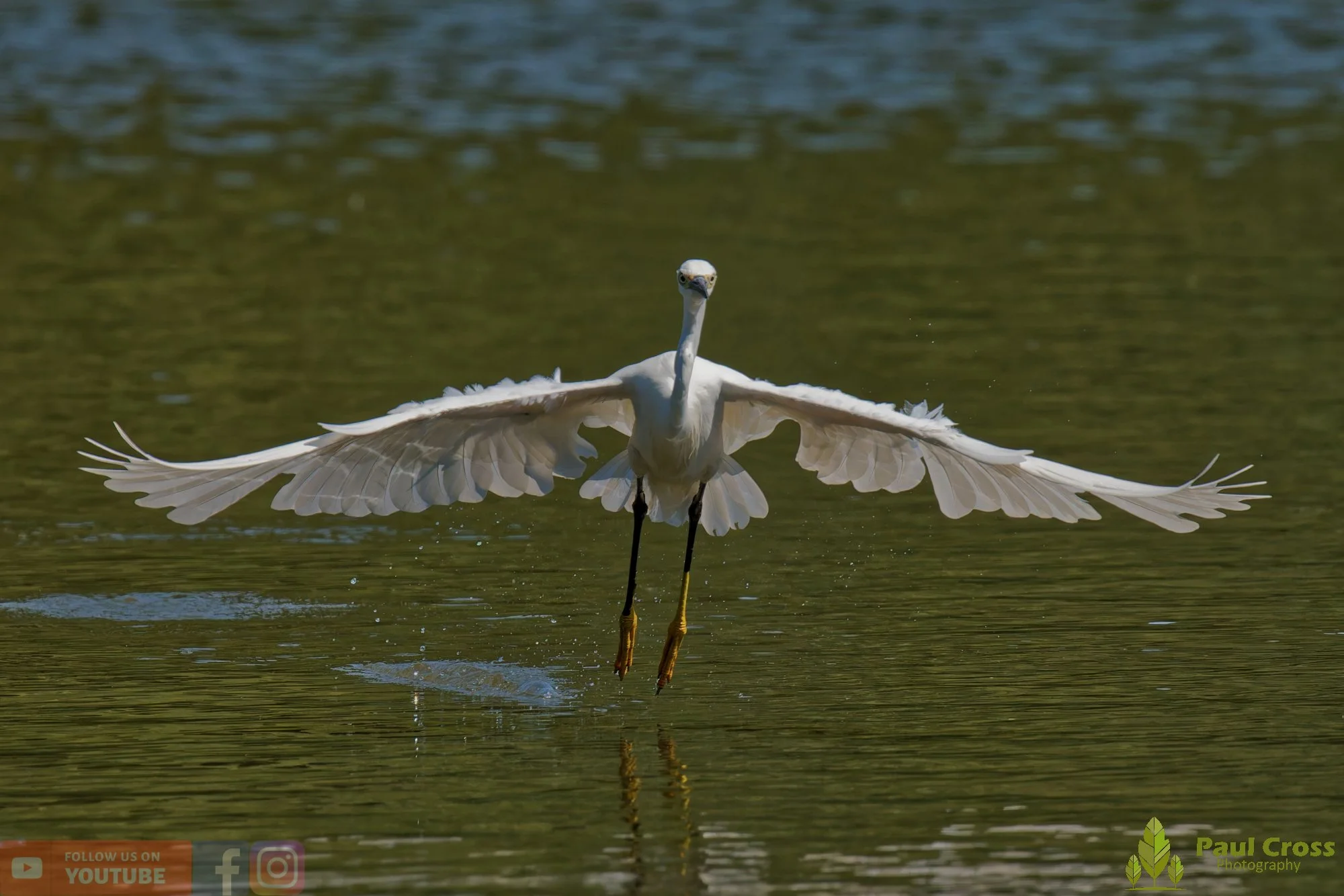 Little Egret-00595.jpg