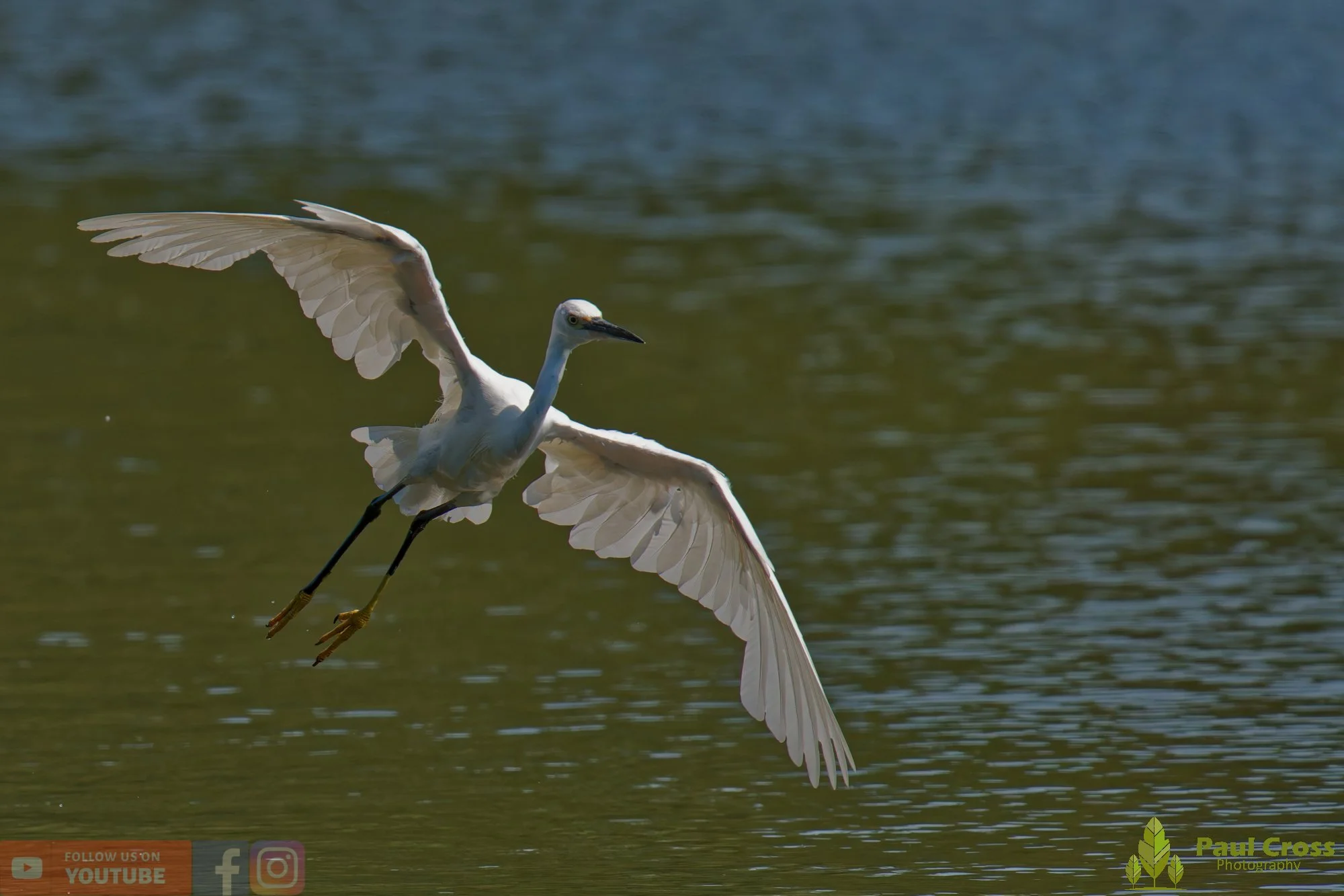 Little Egret-00597.jpg