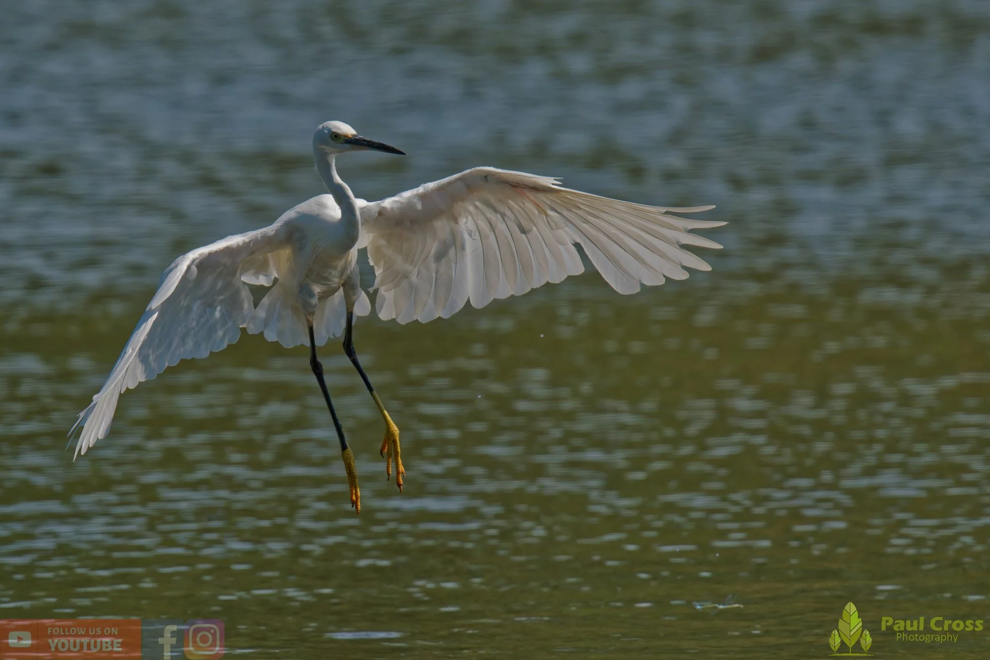 Little Egret-00598.jpg