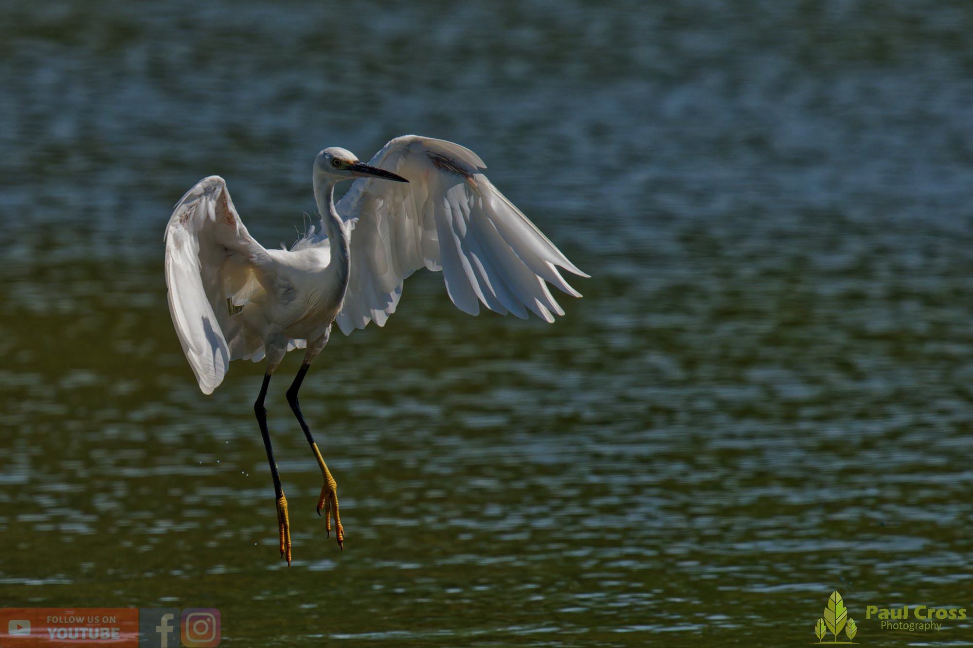 Little Egret-00600.jpg