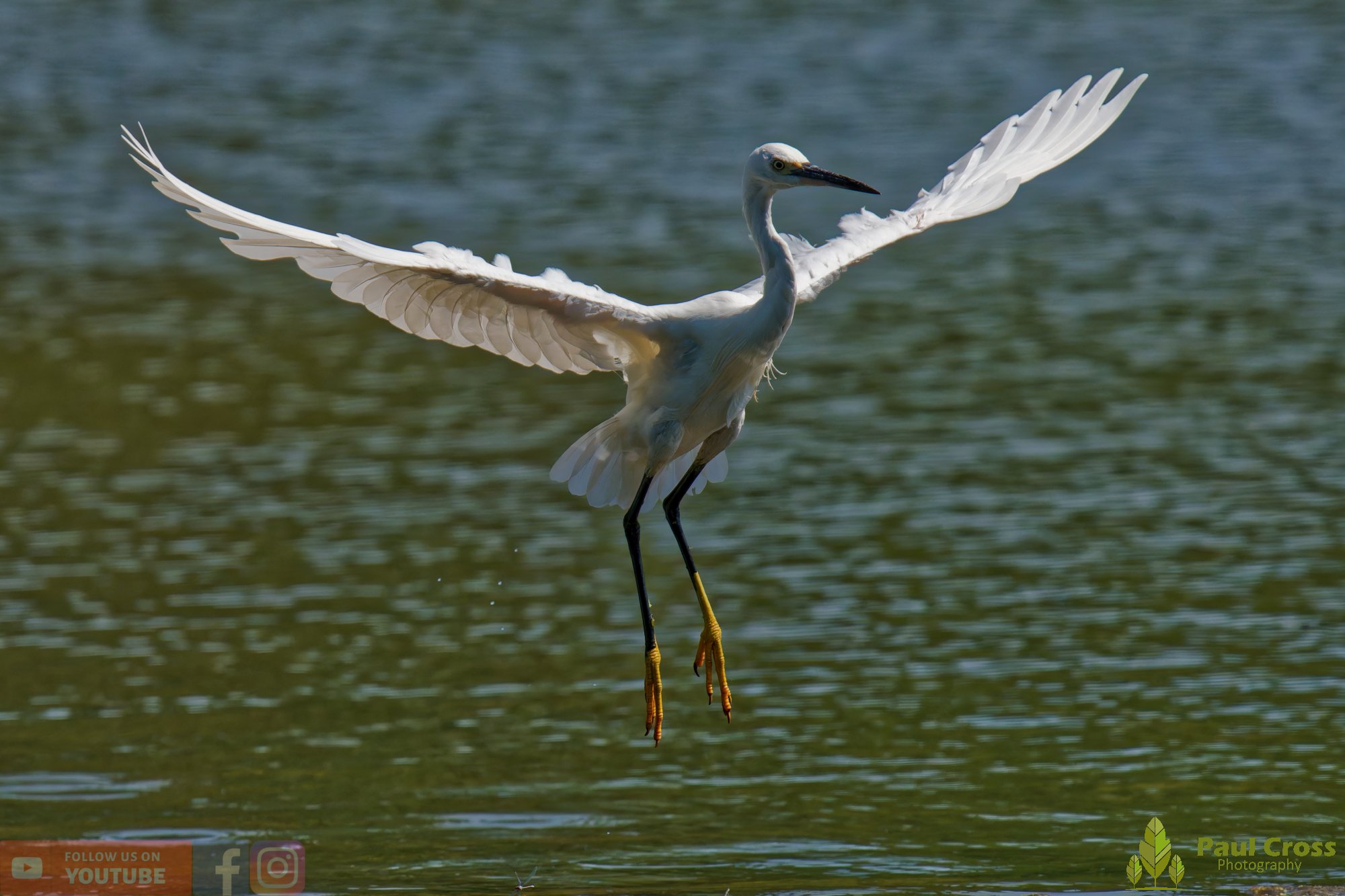 Little Egret-00601.jpg