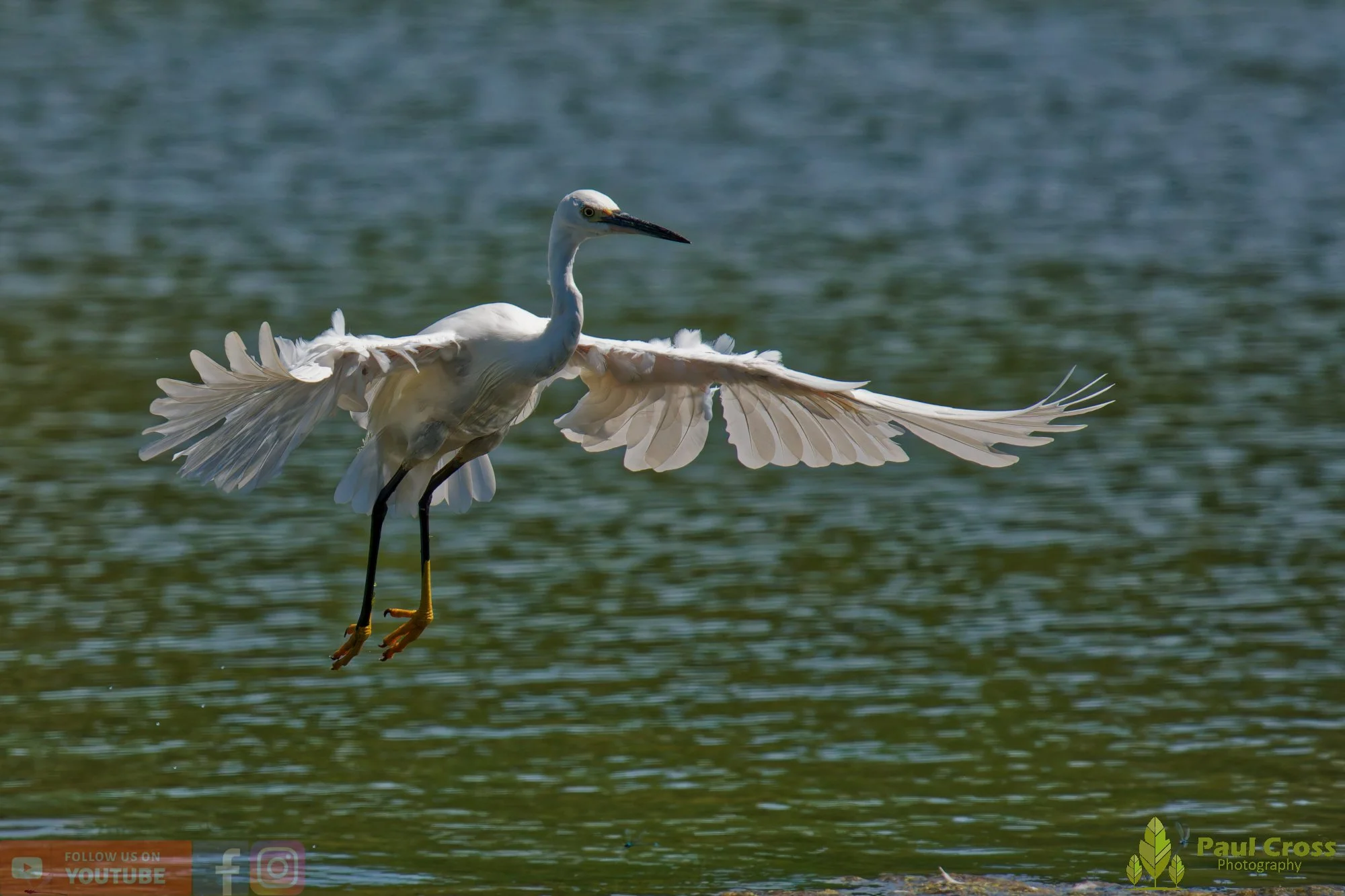 Little Egret Landing at Warnham Local Nature Reserve