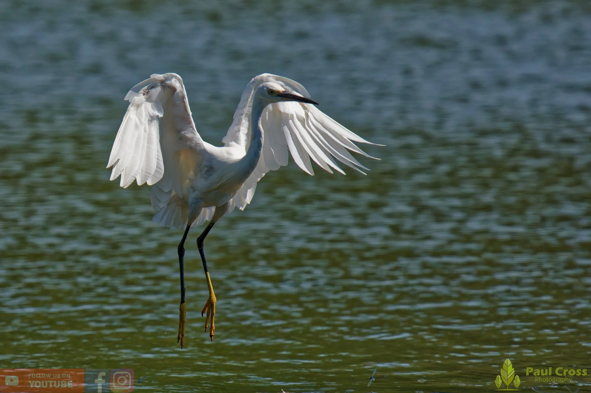 Little Egret-00603.jpg