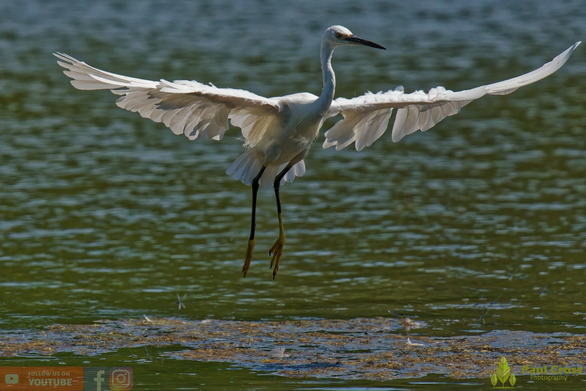 Little Egret-00604.jpg