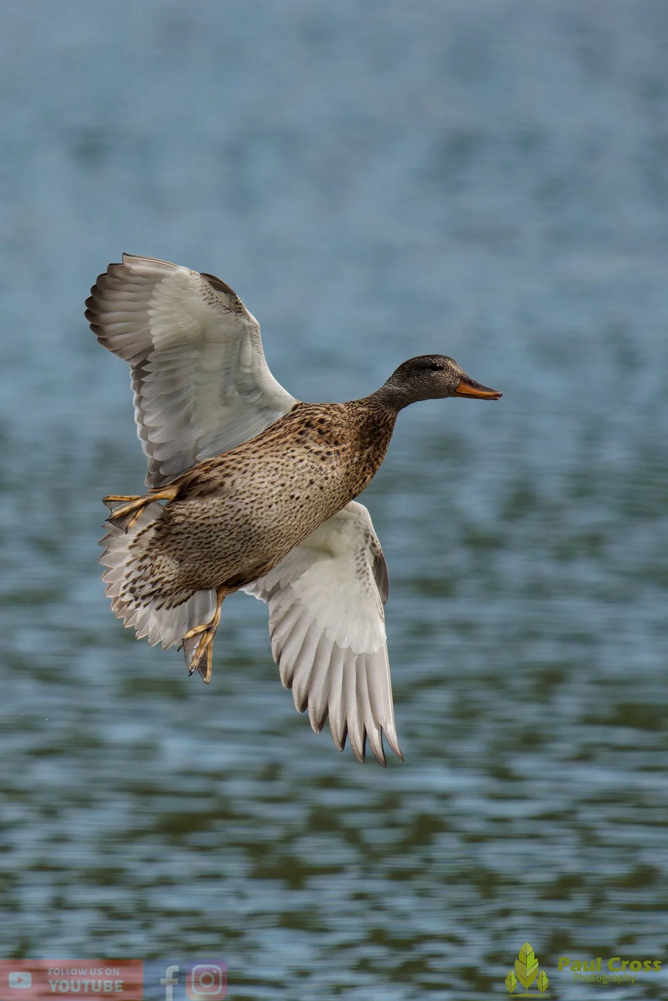 Mallard Duck-01292.jpg