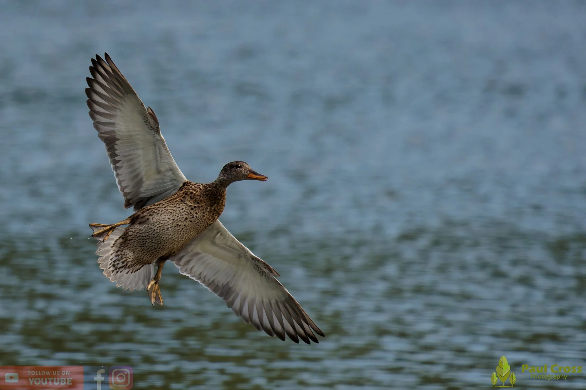 Mallard Duck-01291.jpg