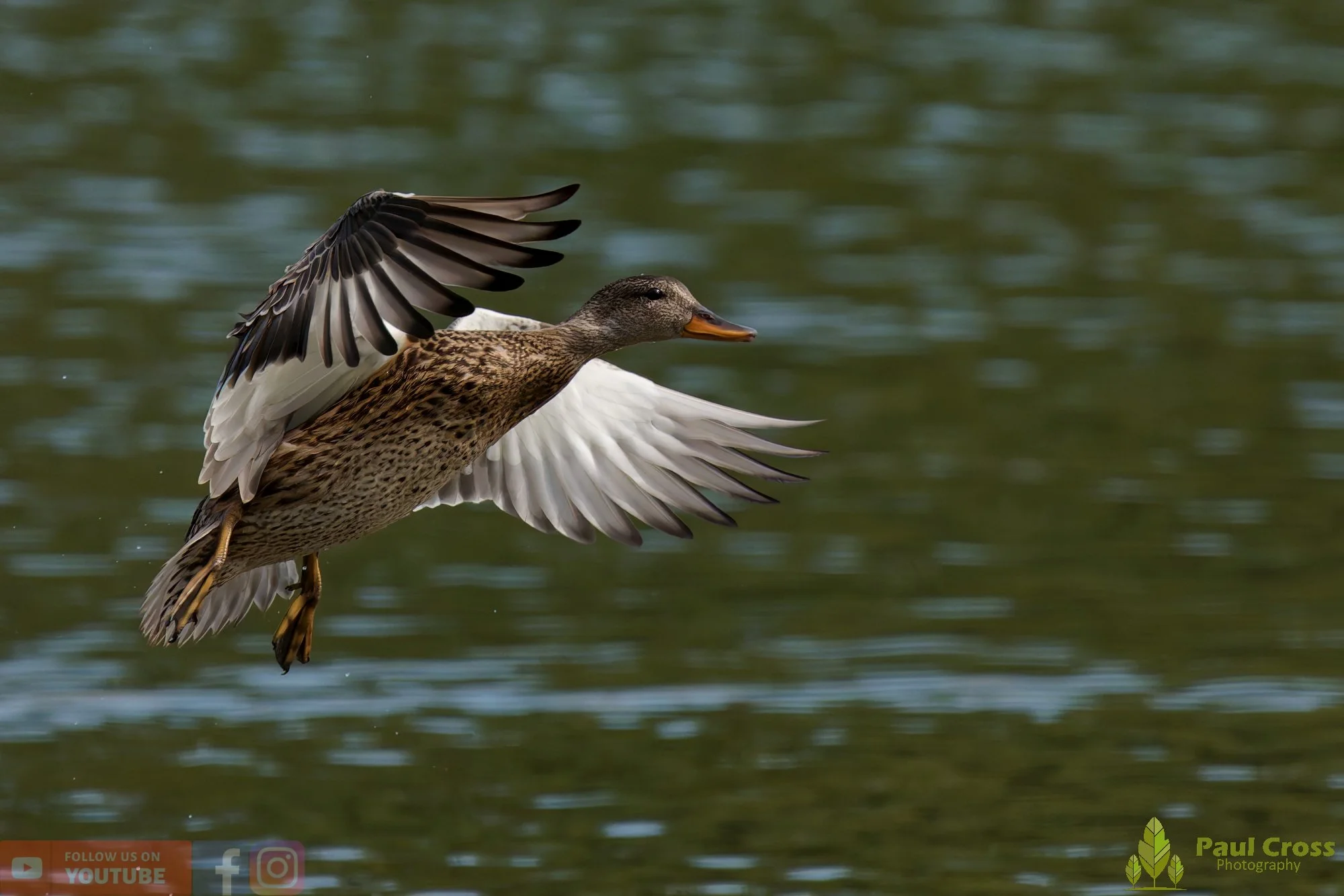 Mallard Duck-01293.jpg
