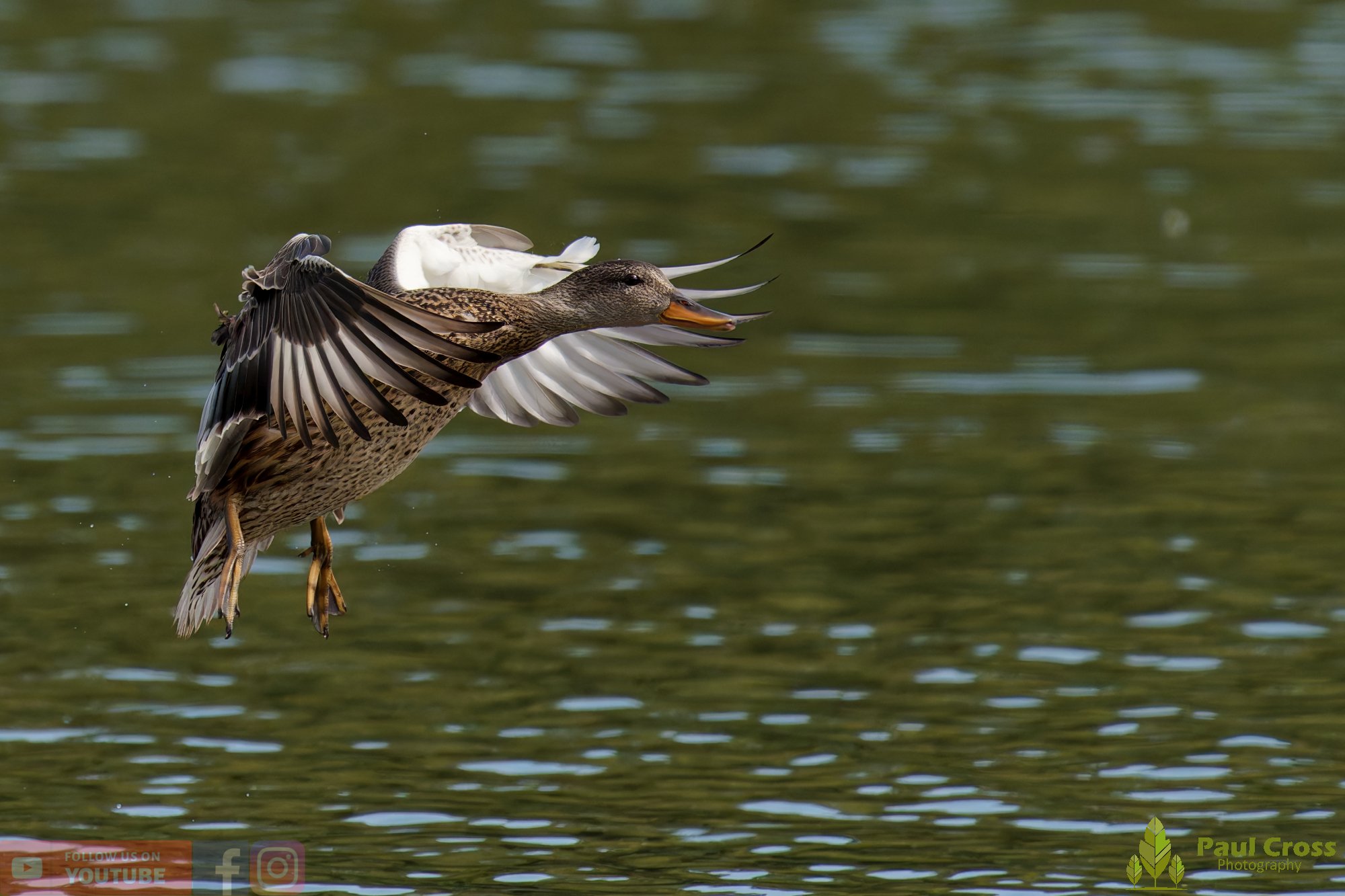 Mallard Duck-01294.jpg