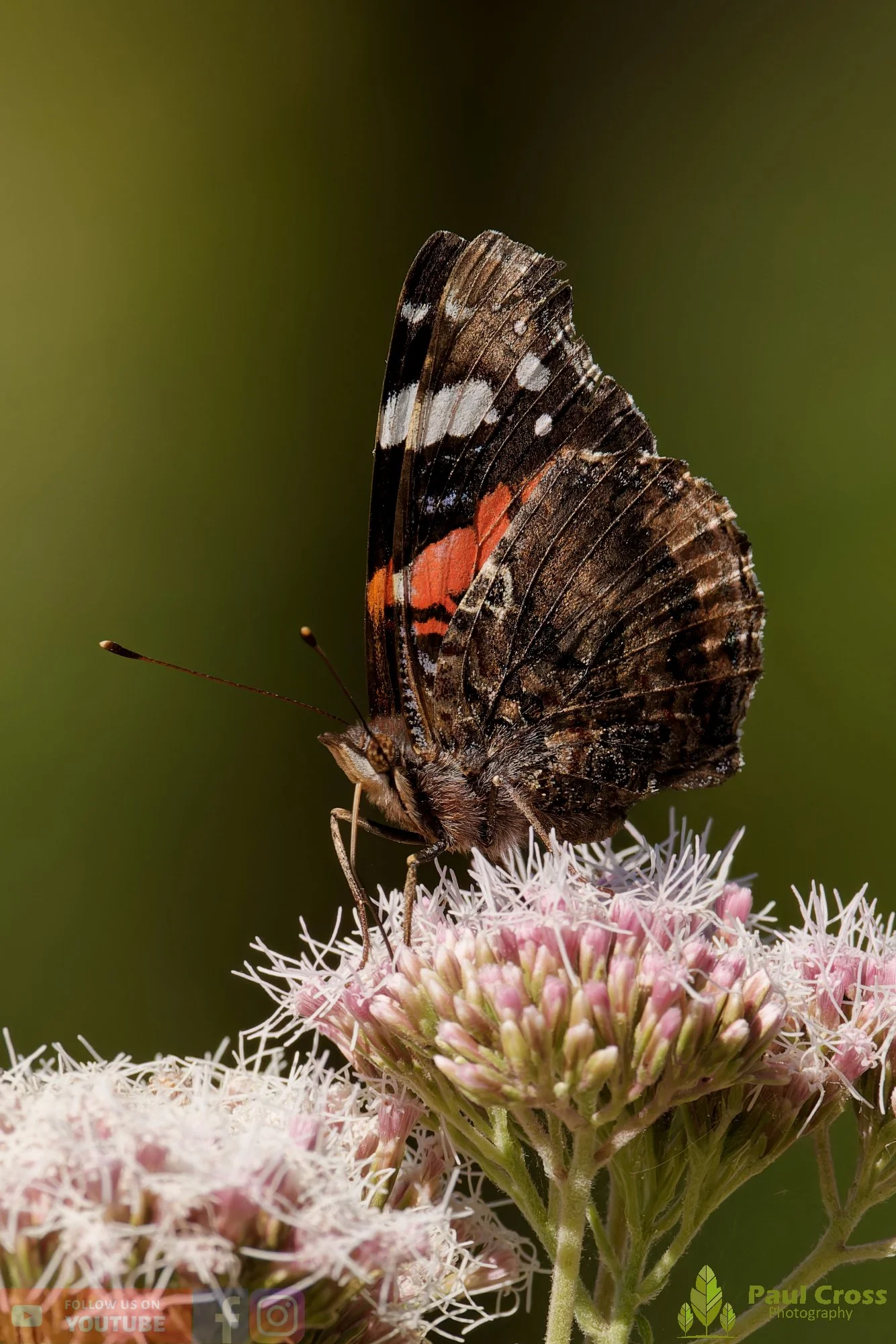 Red Admiral-00018.jpg