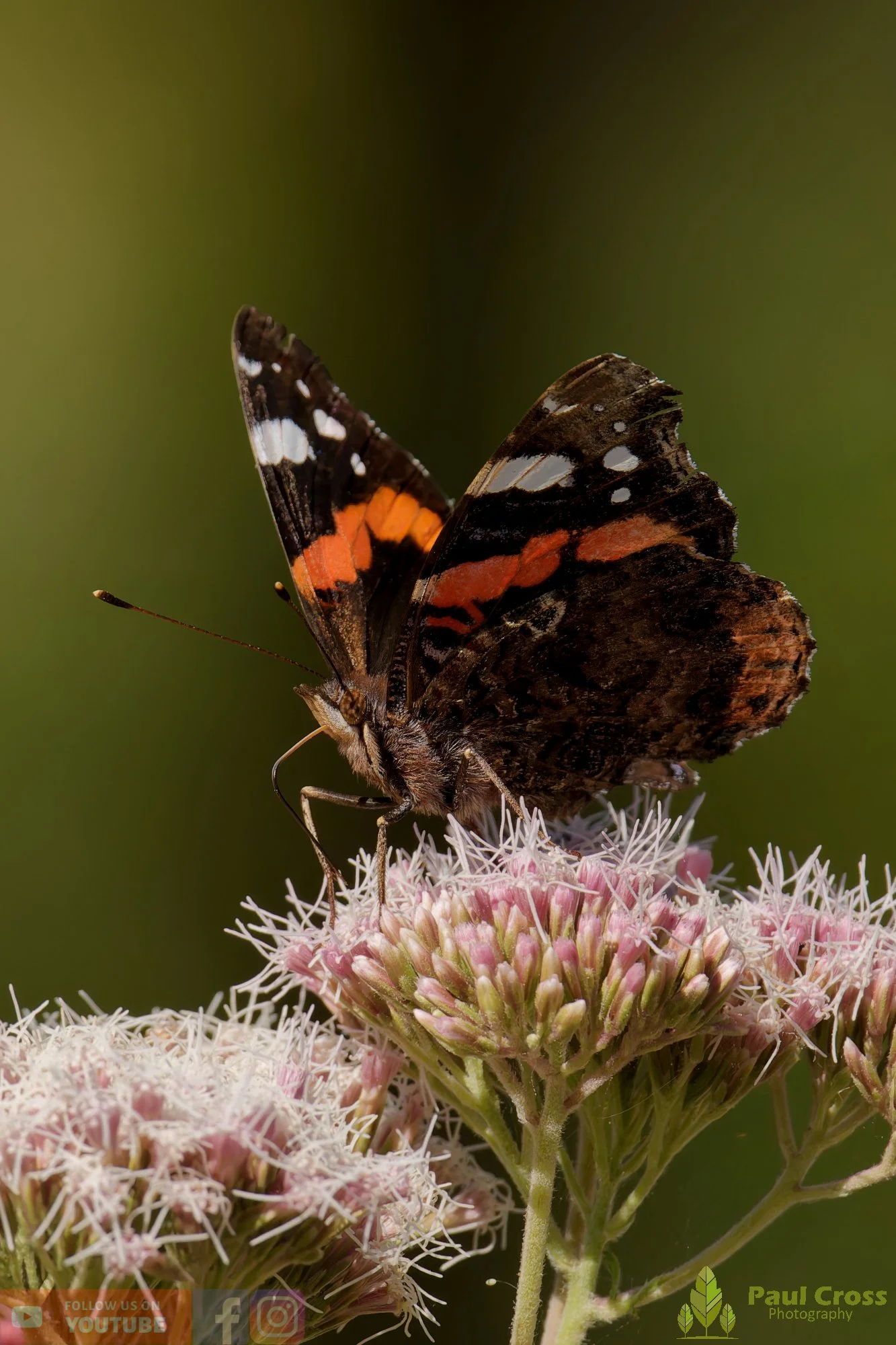 Red Admiral-00017.jpg
