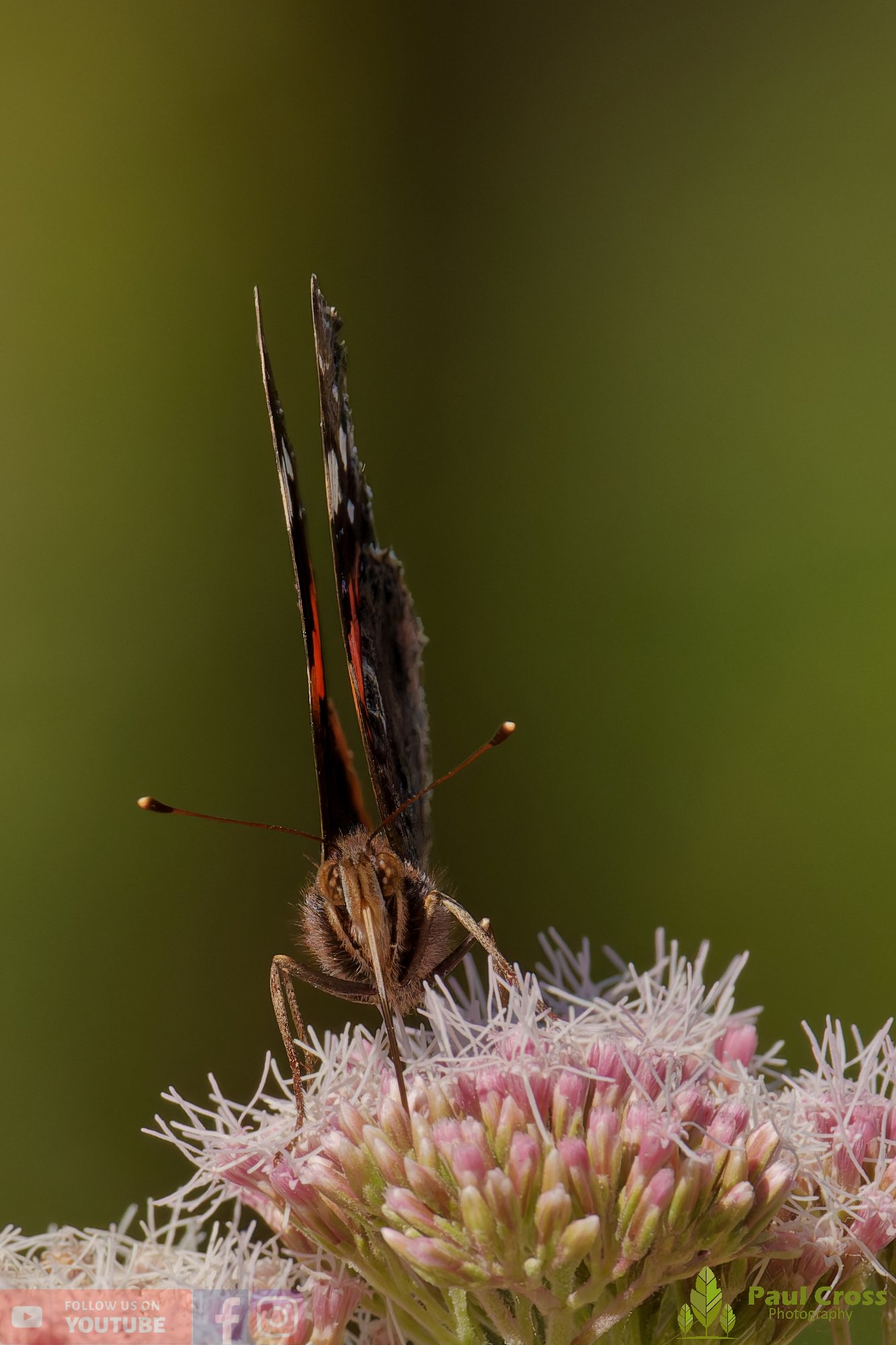 Red Admiral-00019.jpg