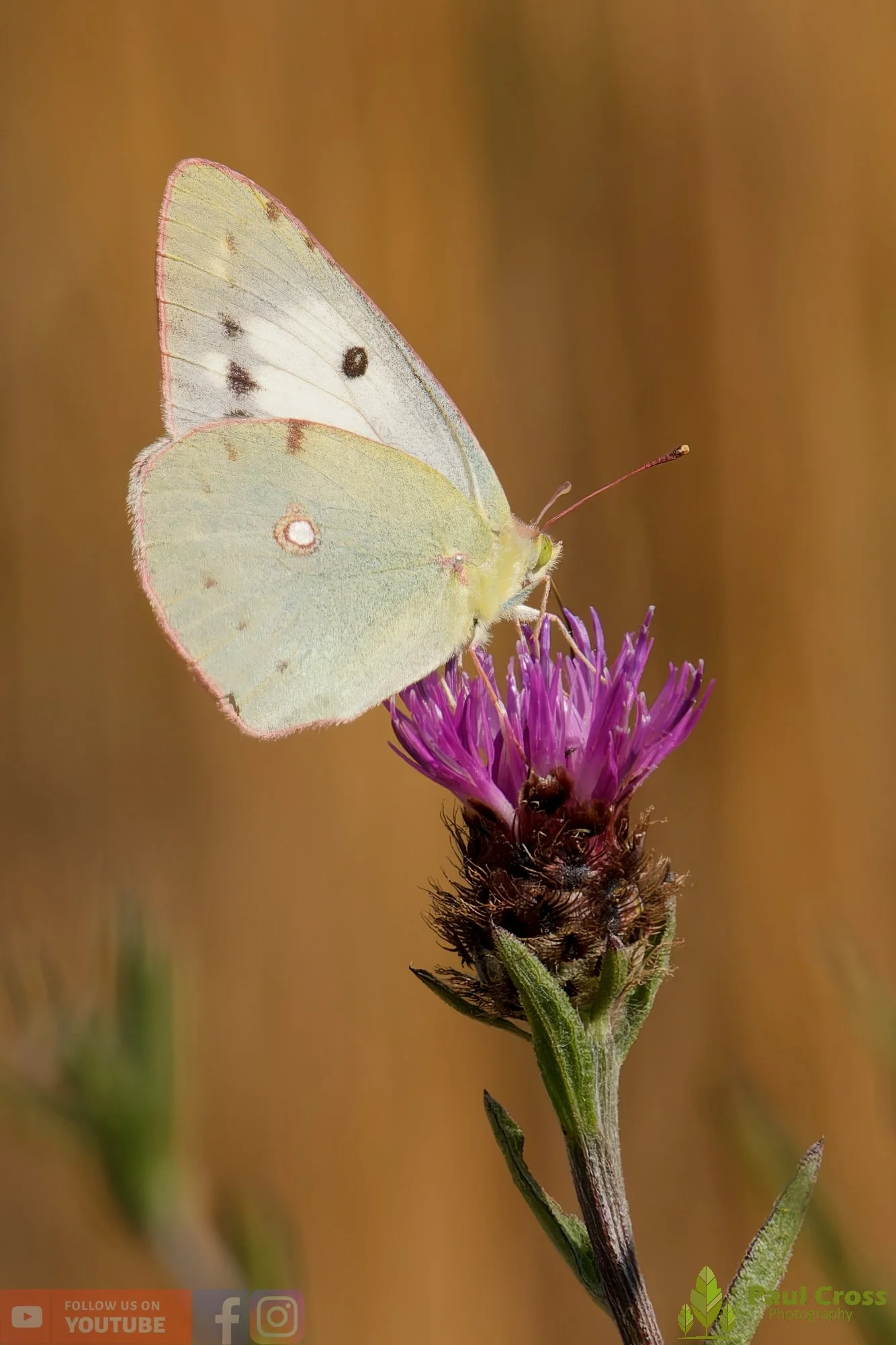 Clouded Yellow-00010.jpg