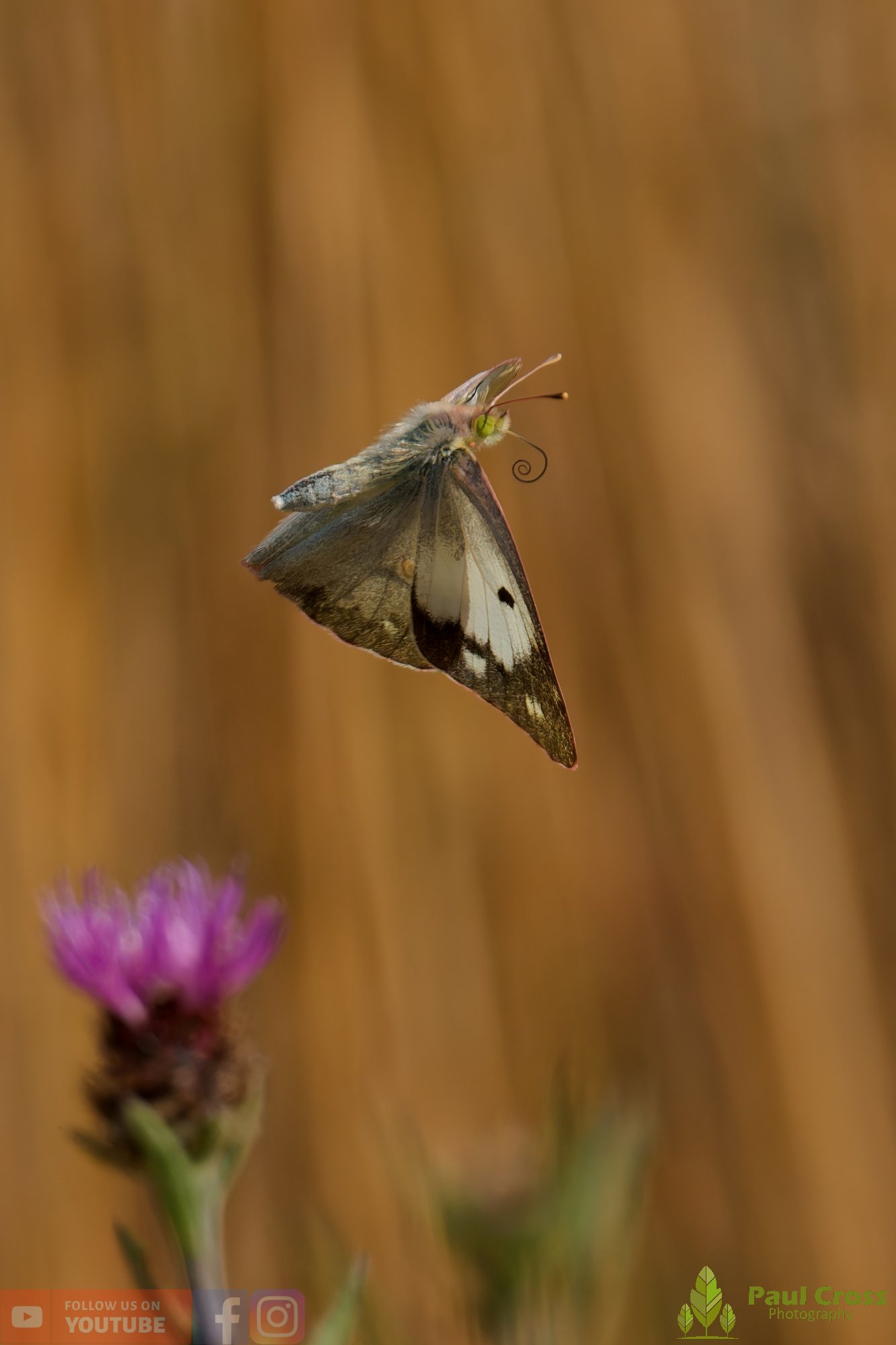Clouded Yellow-00012.jpg