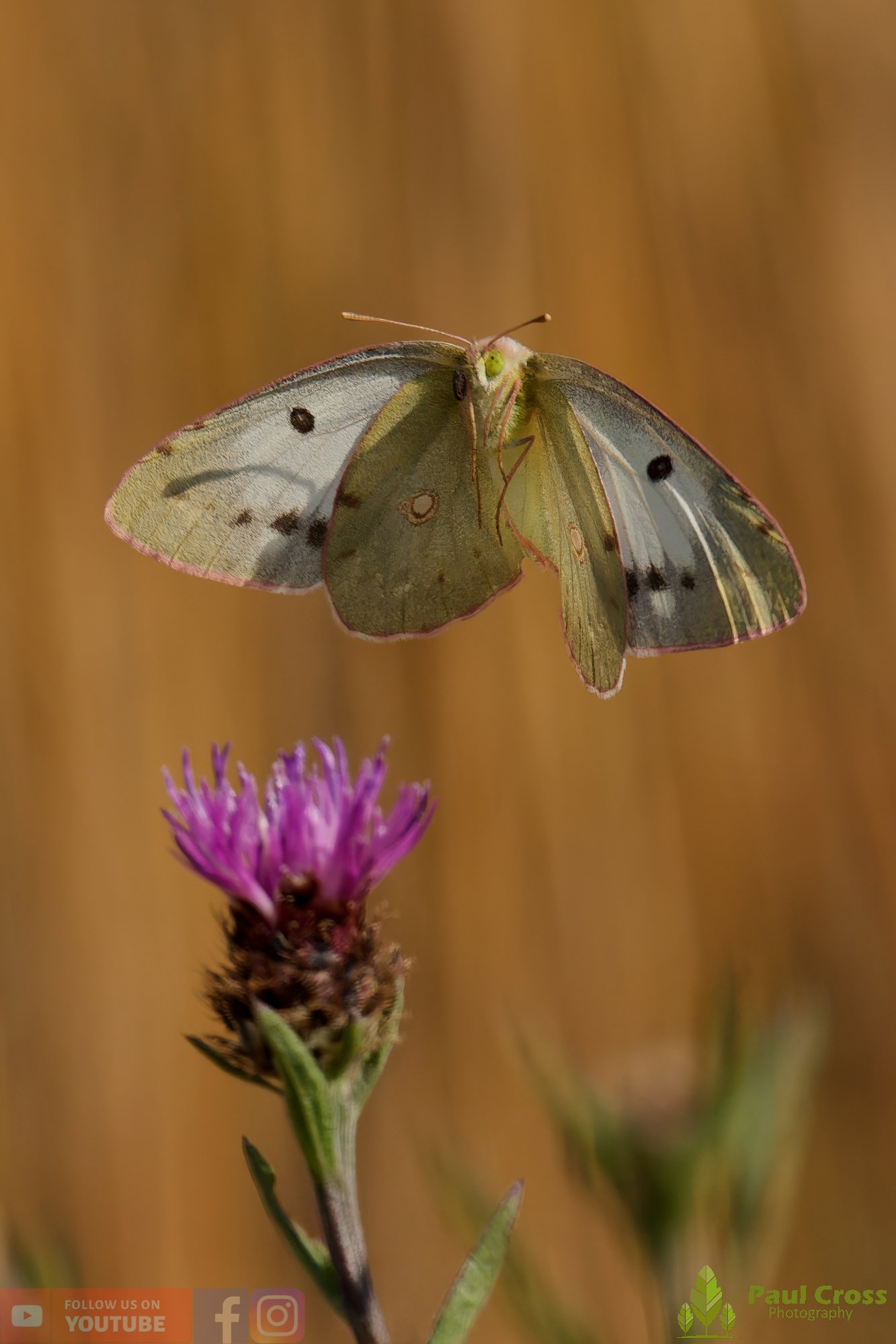 Clouded Yellow-00015.jpg