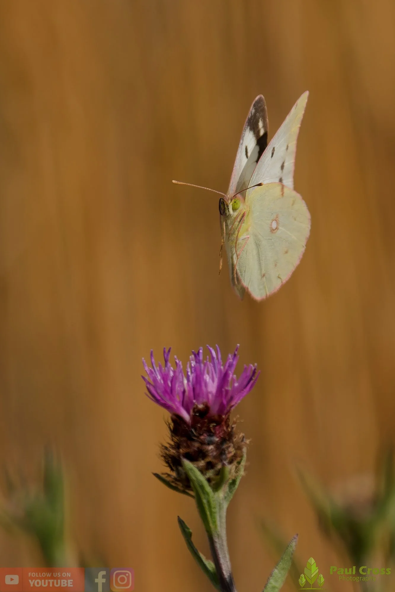 Clouded Yellow-00016.jpg