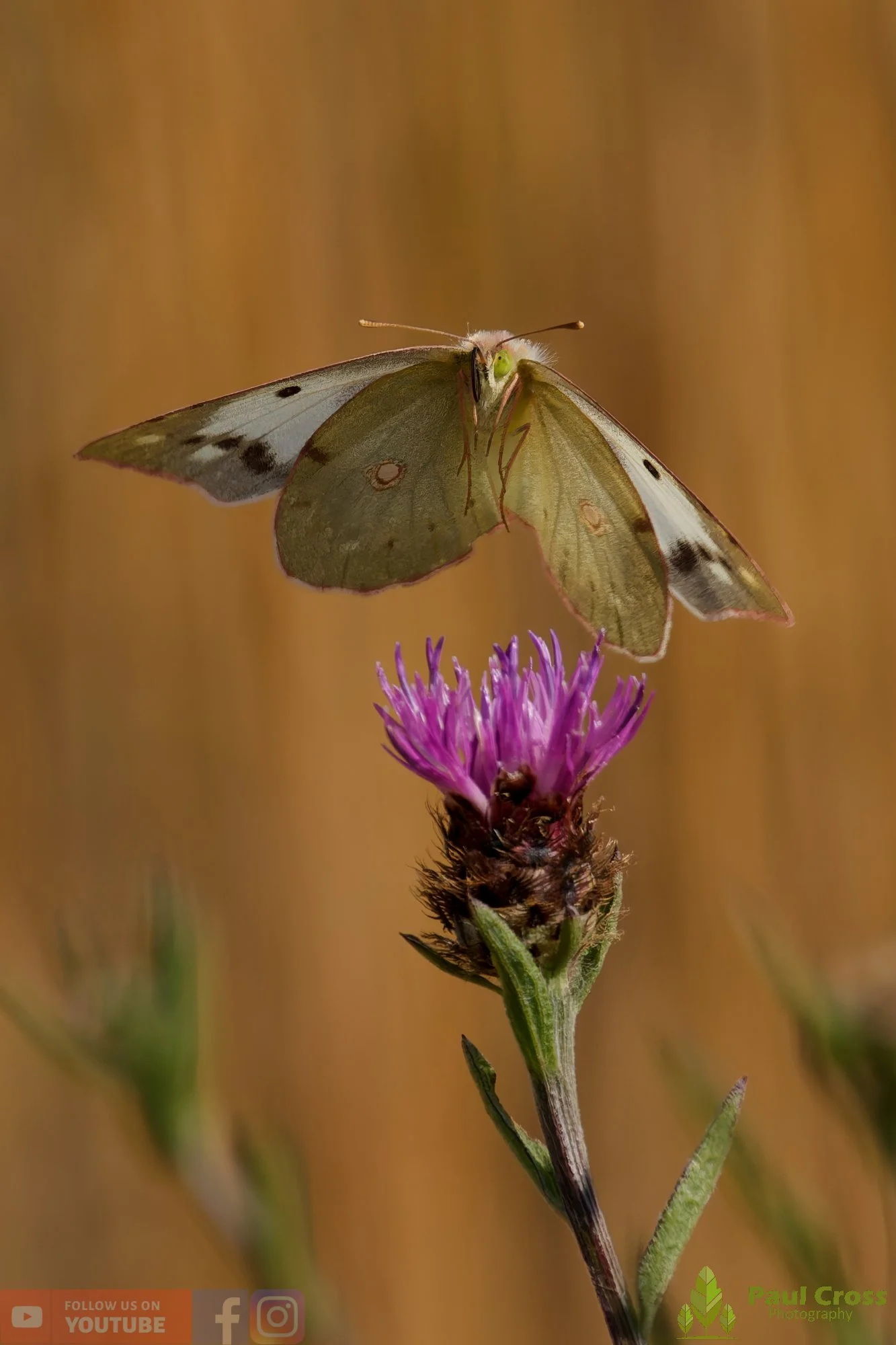 Clouded Yellow-00017.jpg