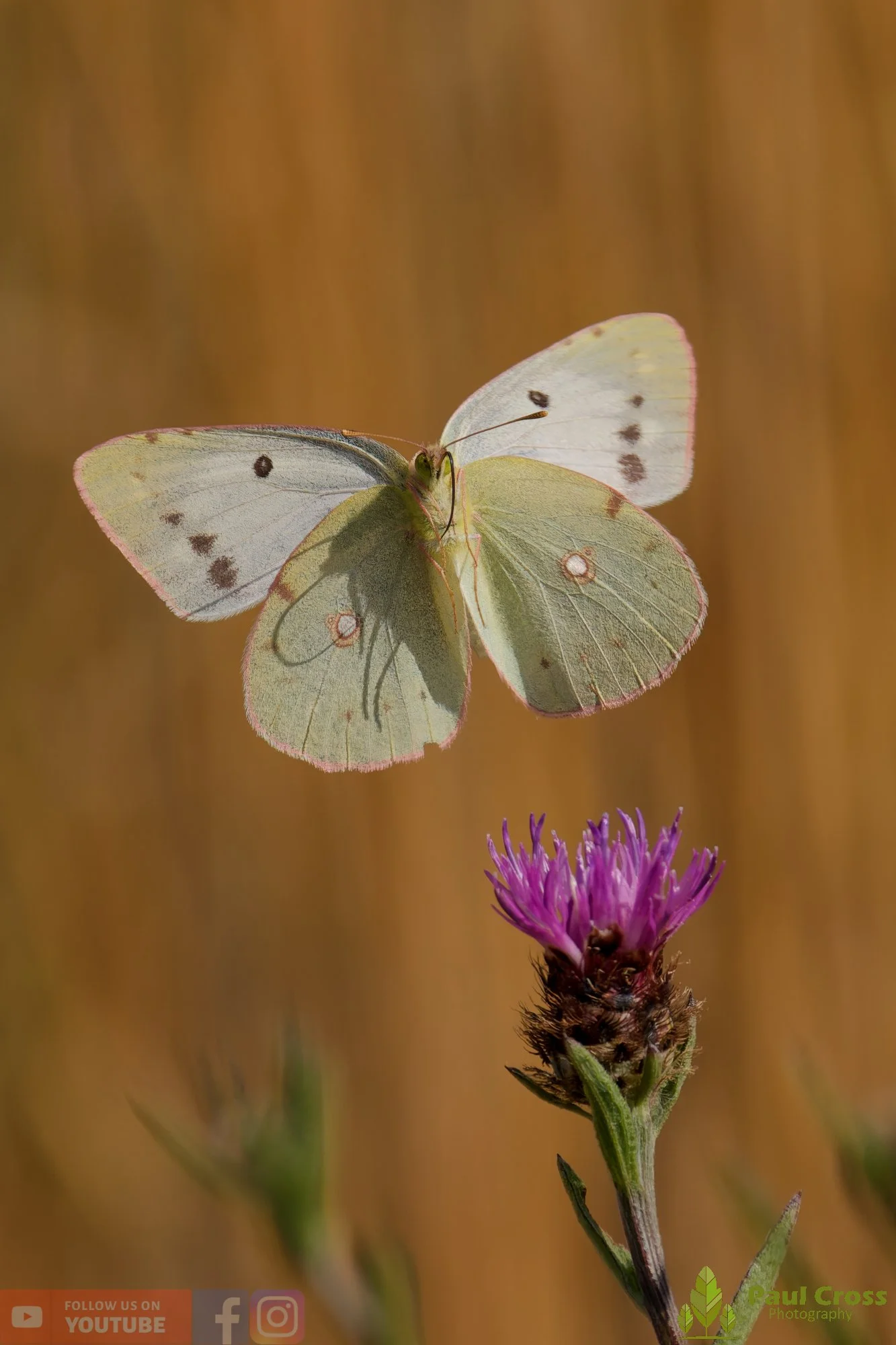 Clouded Yellow-00020.jpg