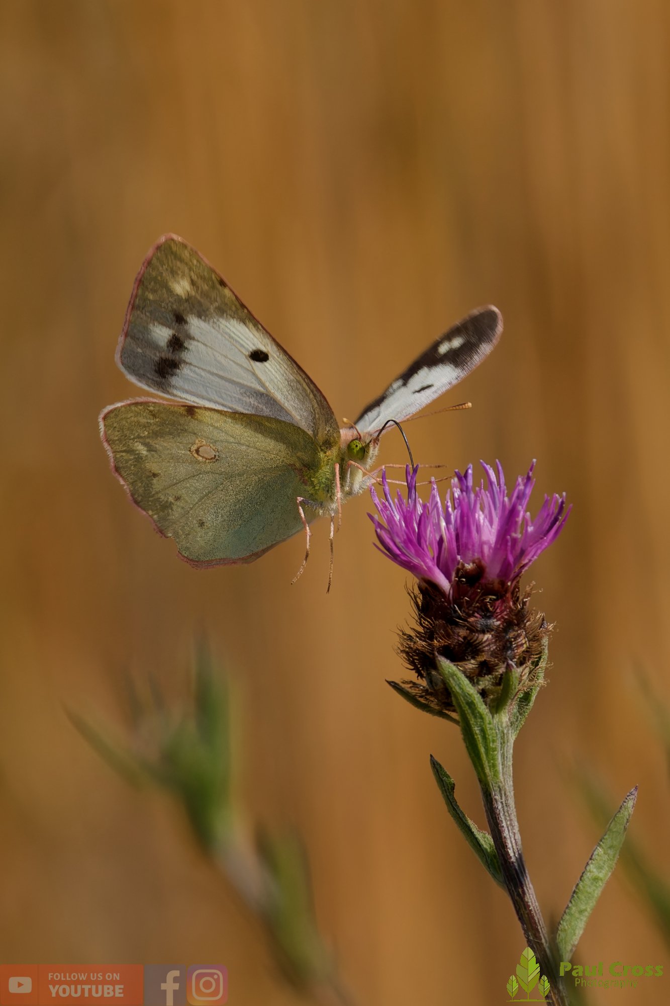 Clouded Yellow-00022.jpg