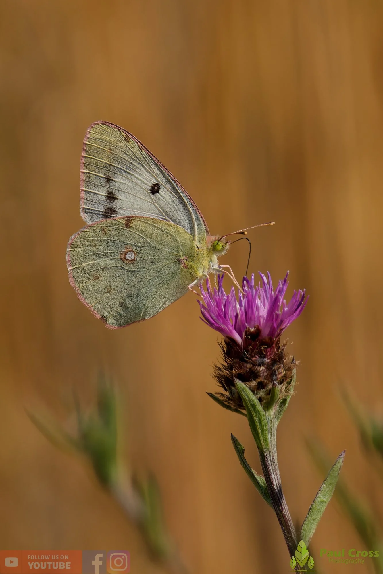 Clouded Yellow-00025.jpg