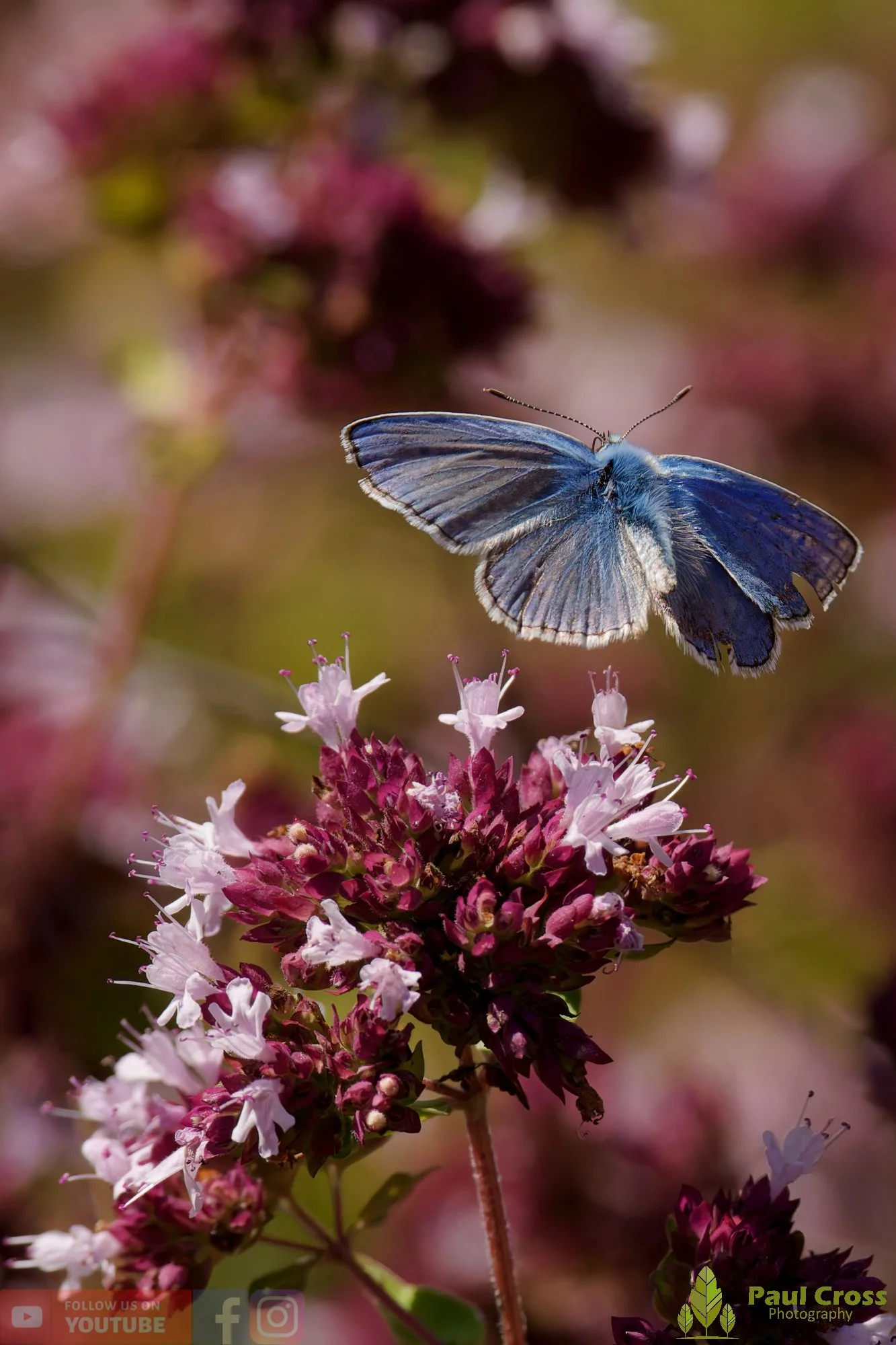 Common Blue-00034.jpg