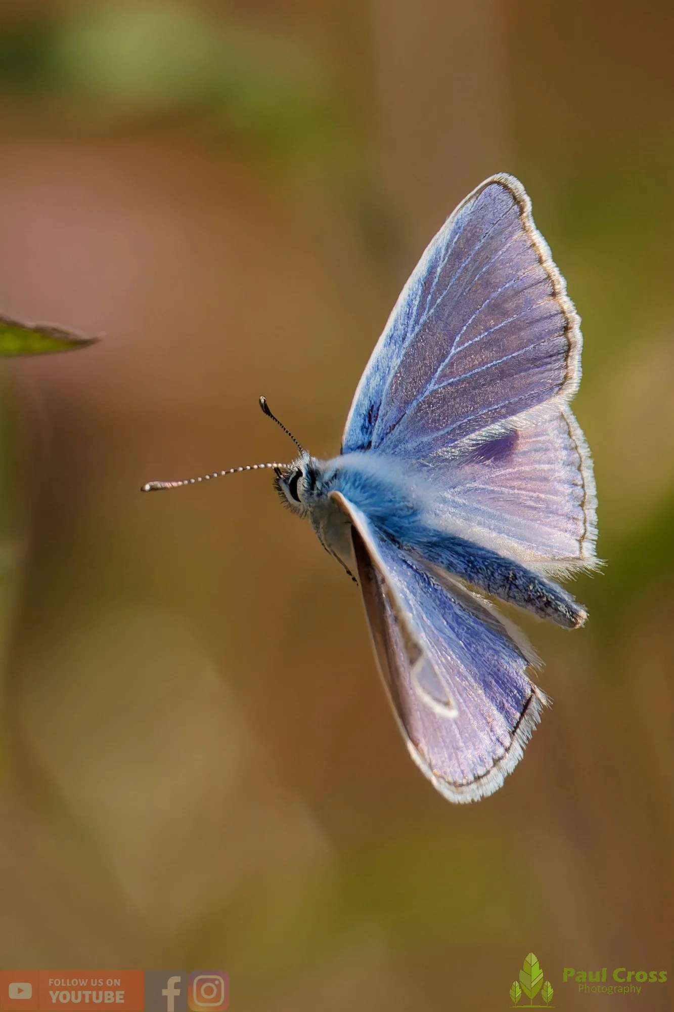 Common Blue-00033.jpg