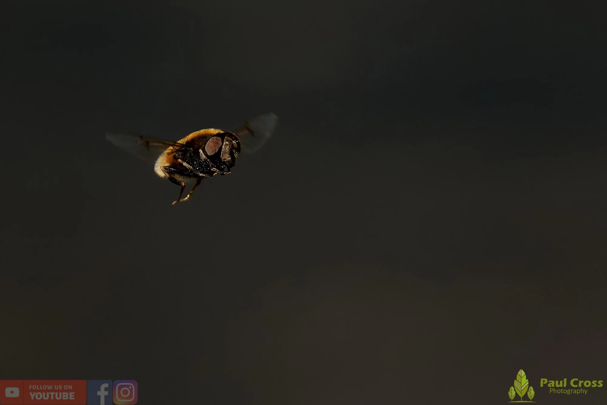 Eristalis Intricaria-00002.jpg