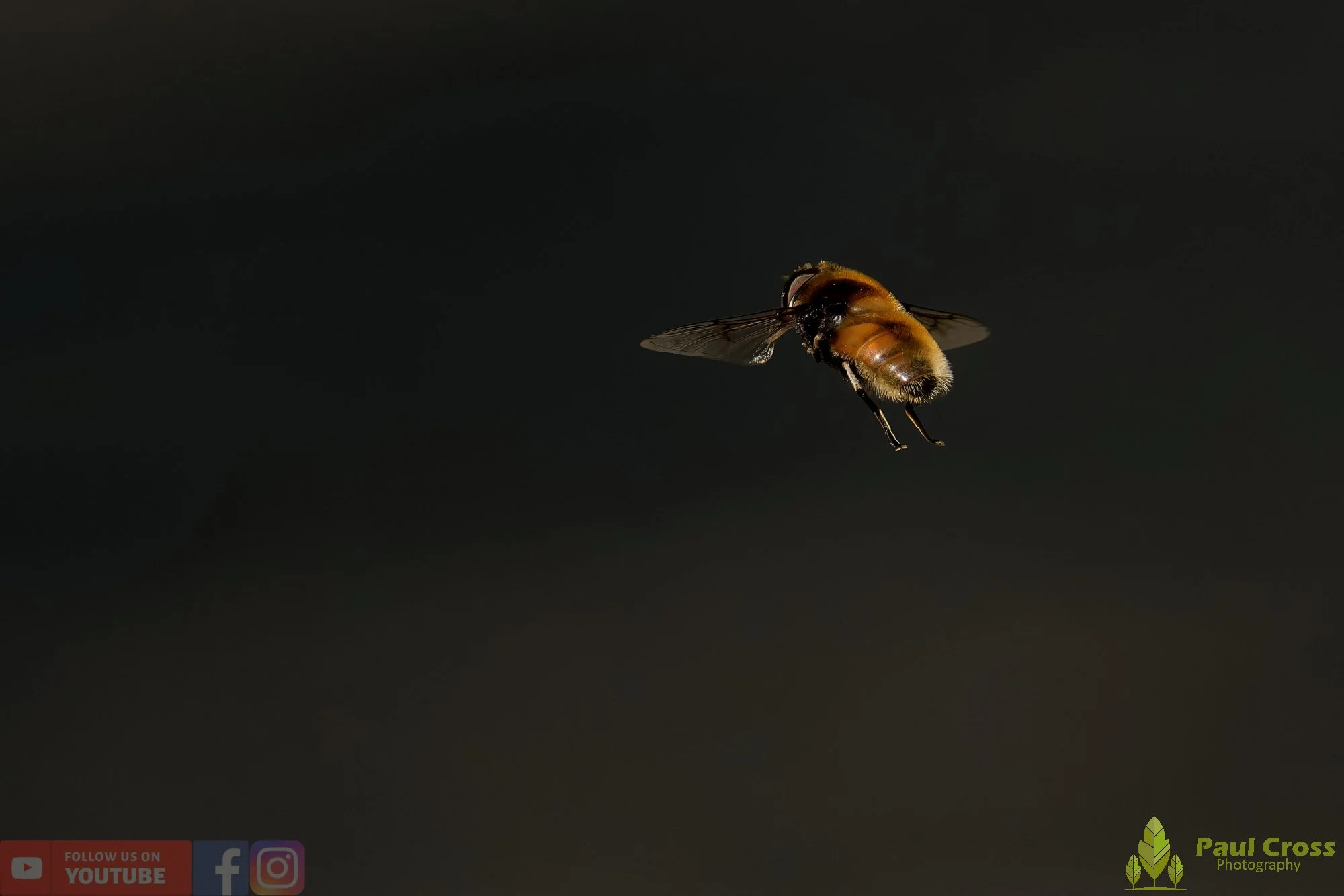 Eristalis Intricaria-00003.jpg