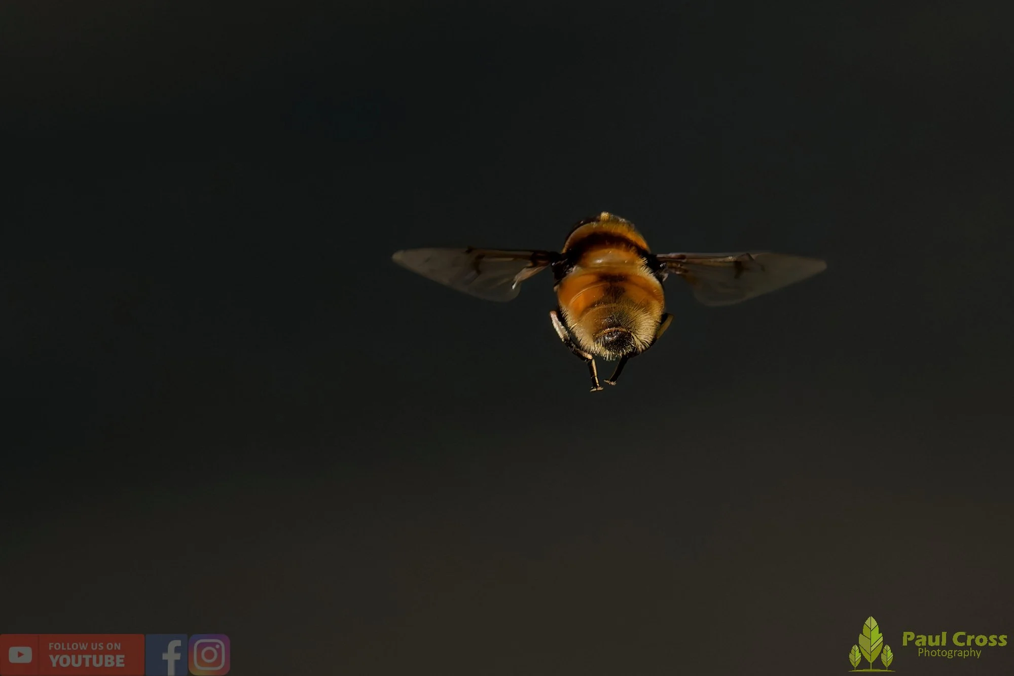 Eristalis Intricaria-00004.jpg