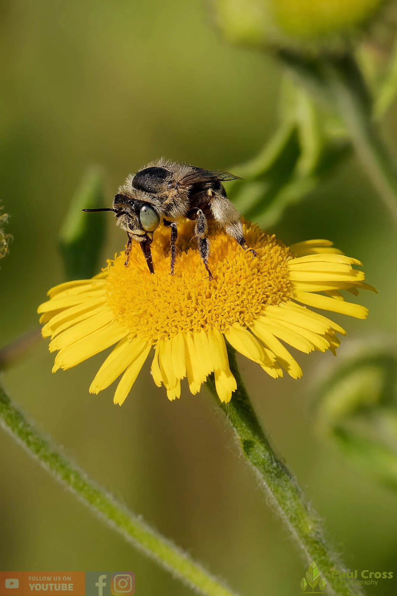 Green-eyed Flower Bee-00001.jpg