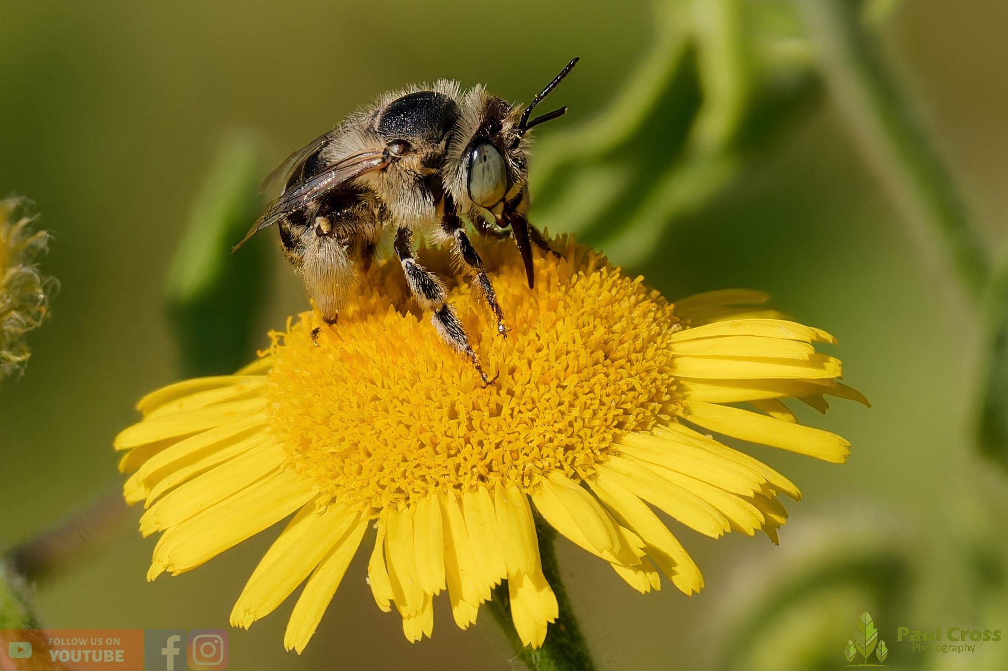 Green-eyed Flower Bee-00003.jpg