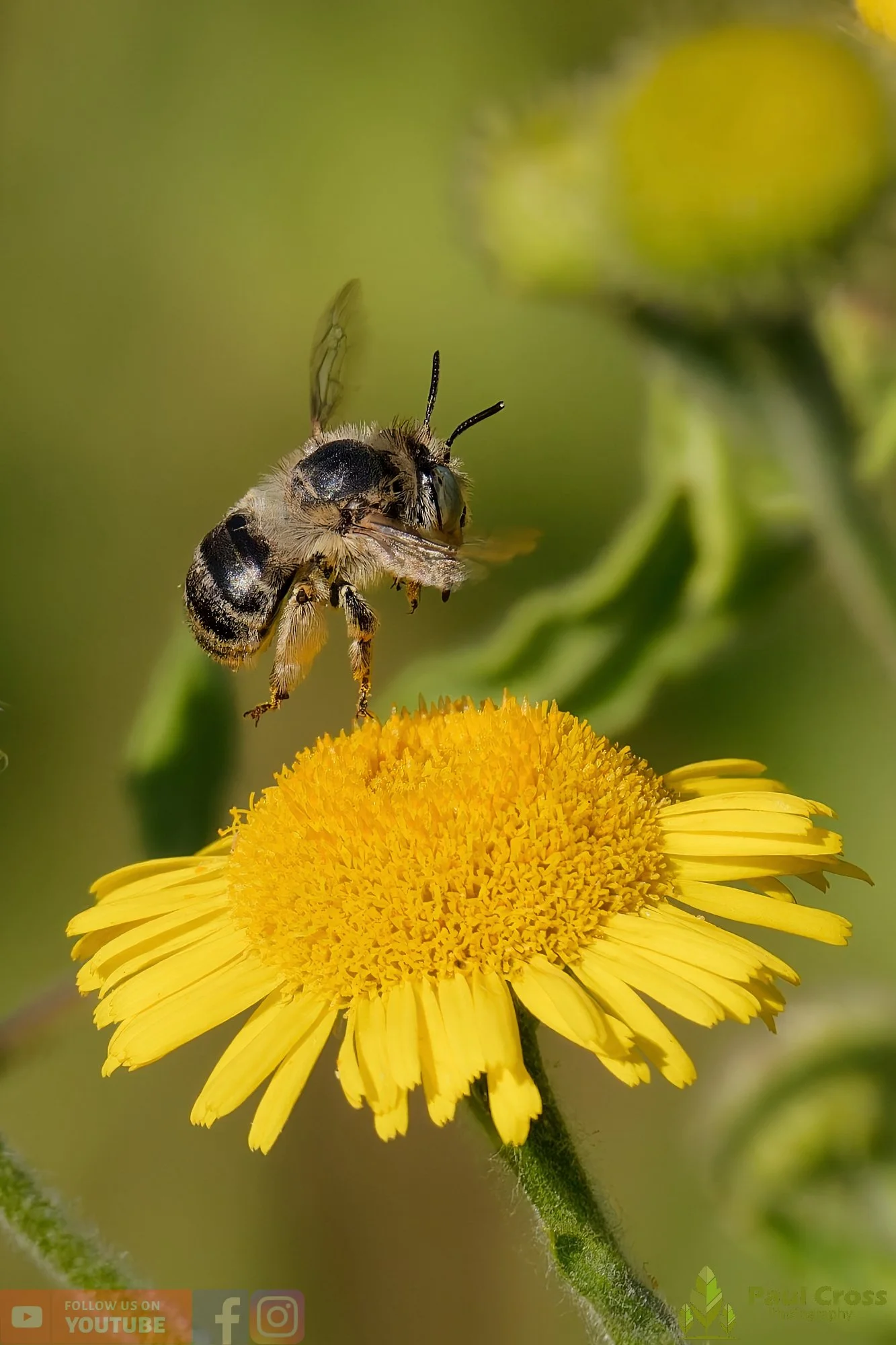 Green-eyed Flower Bee-00004.jpg